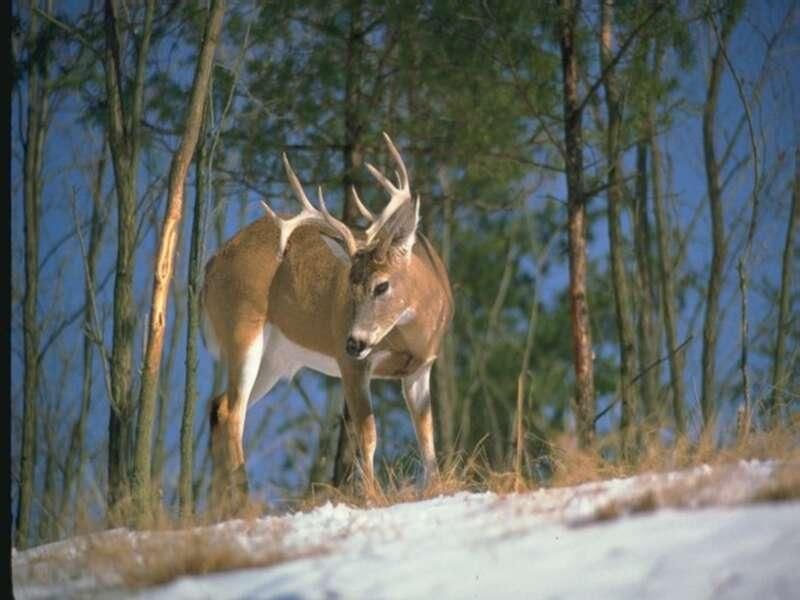 Animals Names With D - HD Wallpaper 