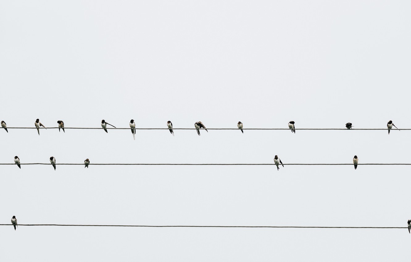 Photo Wallpaper Wallpaper, Animals, Minimalism, Birds, - Flock - HD Wallpaper 
