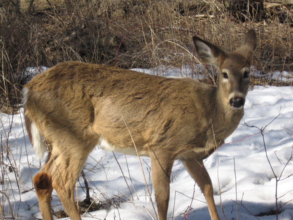 Whitetail Deer With Long Hair - HD Wallpaper 