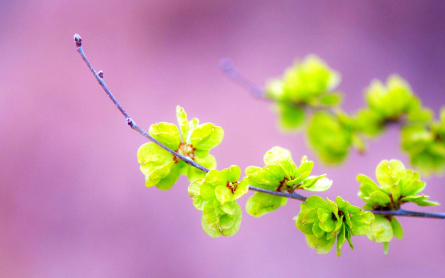 Misc Pink Summer Nature Spring Sprig Beautiful Green - Green Small Flowers - HD Wallpaper 