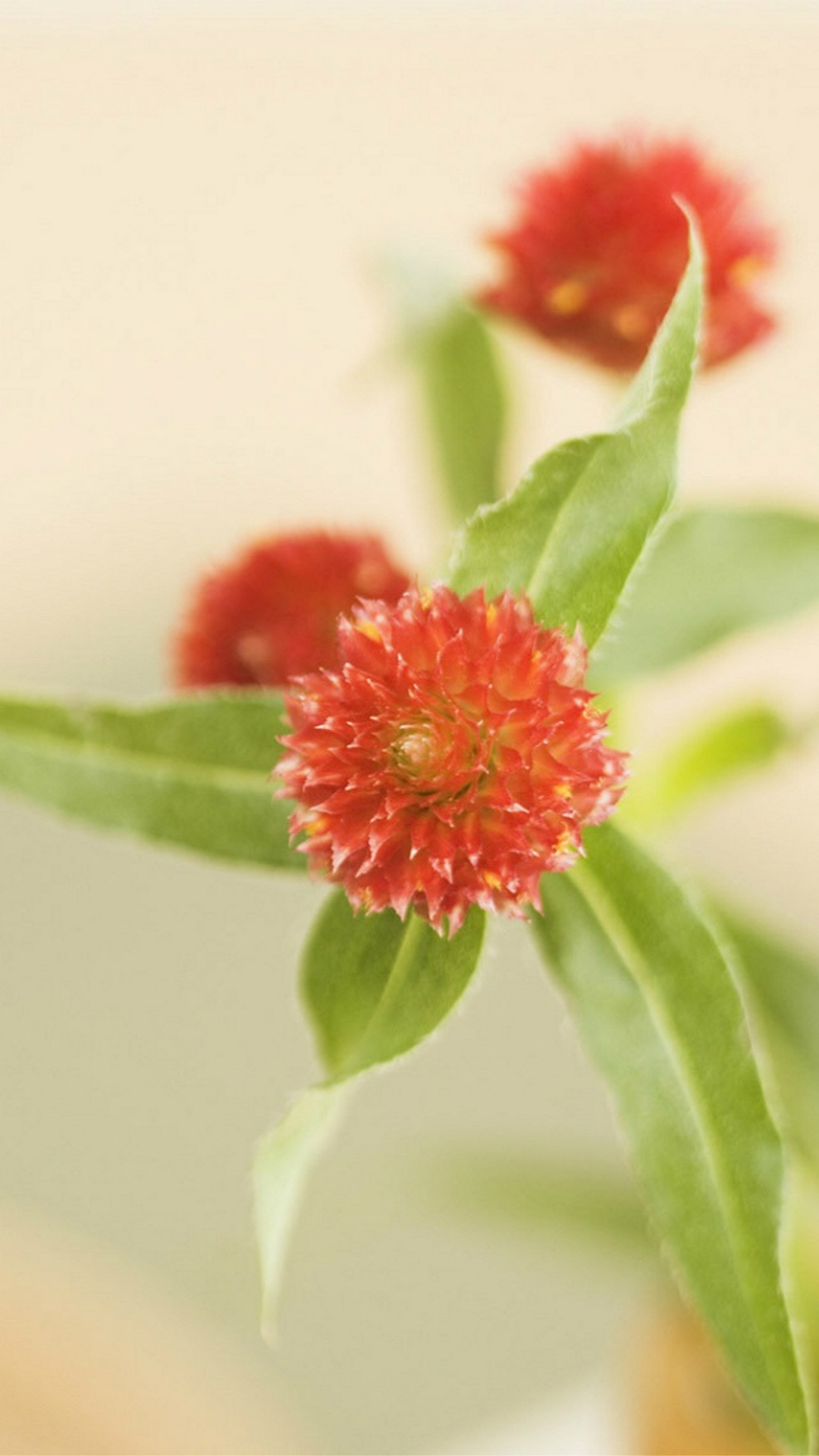 Simple Beautiful - HD Wallpaper 