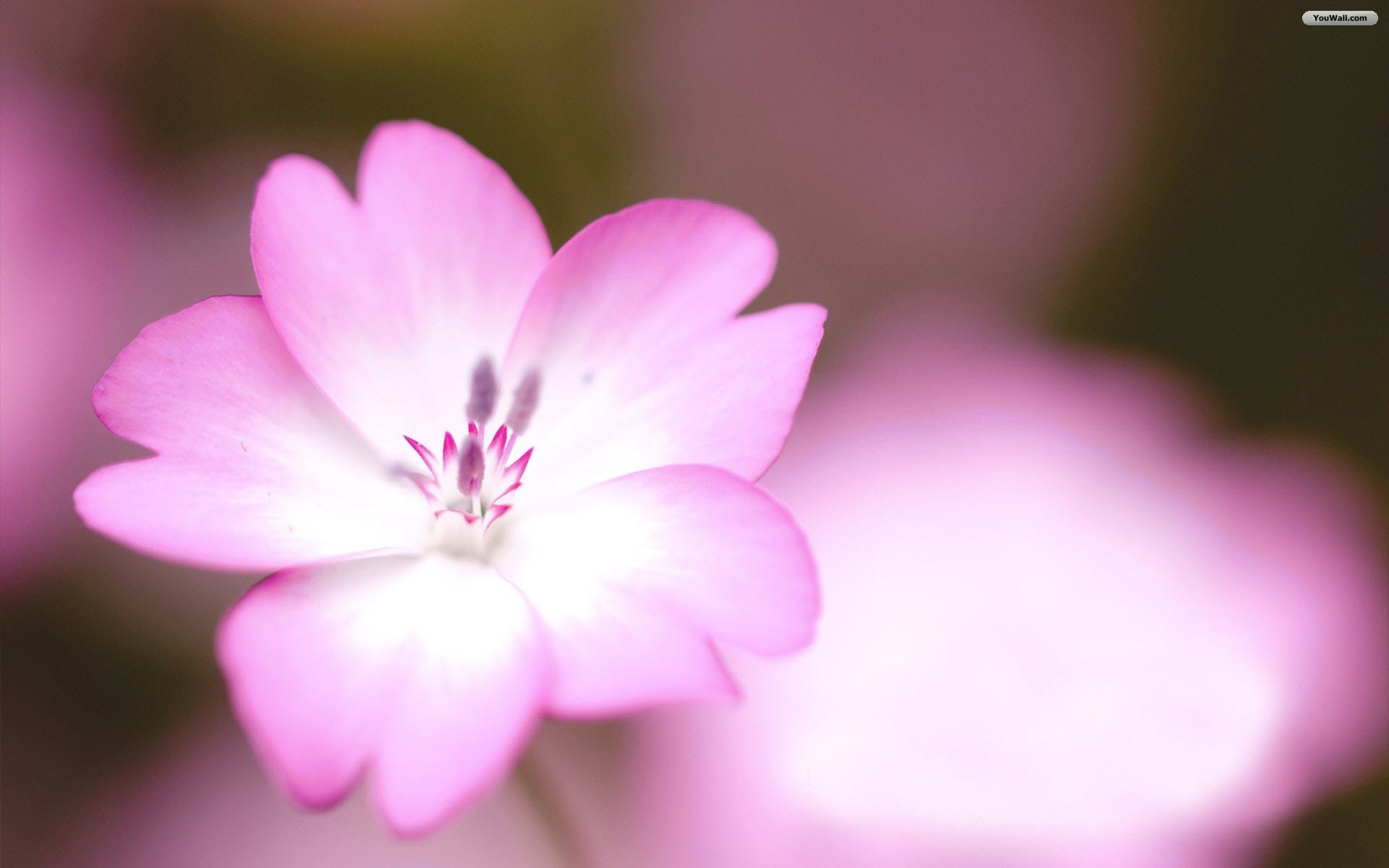 Simple Pink Flower Wallpaper - Simple Flower Close Ups - HD Wallpaper 