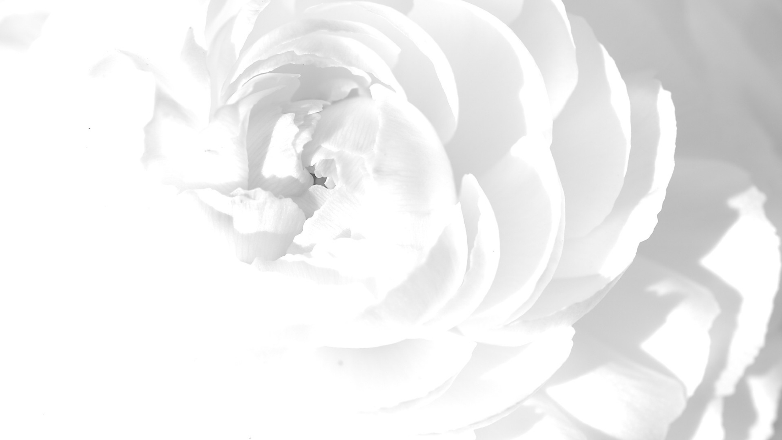 Background White - HD Wallpaper 