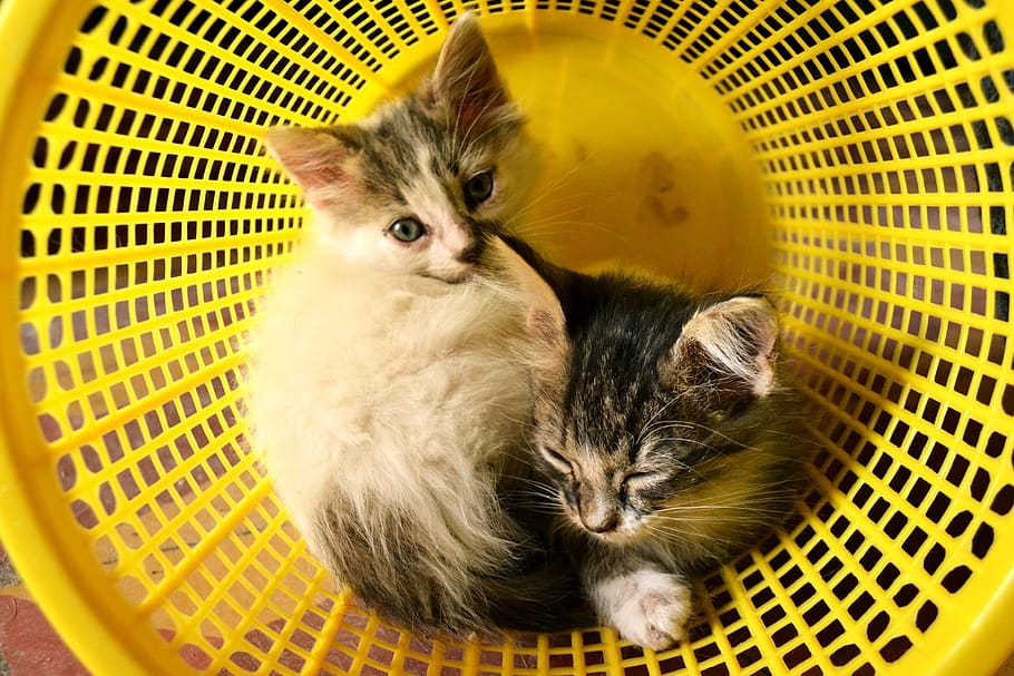 Cats, Minima, Babies, Baby, Dream, Basket, Yellow, - Felinos Bebés - HD Wallpaper 