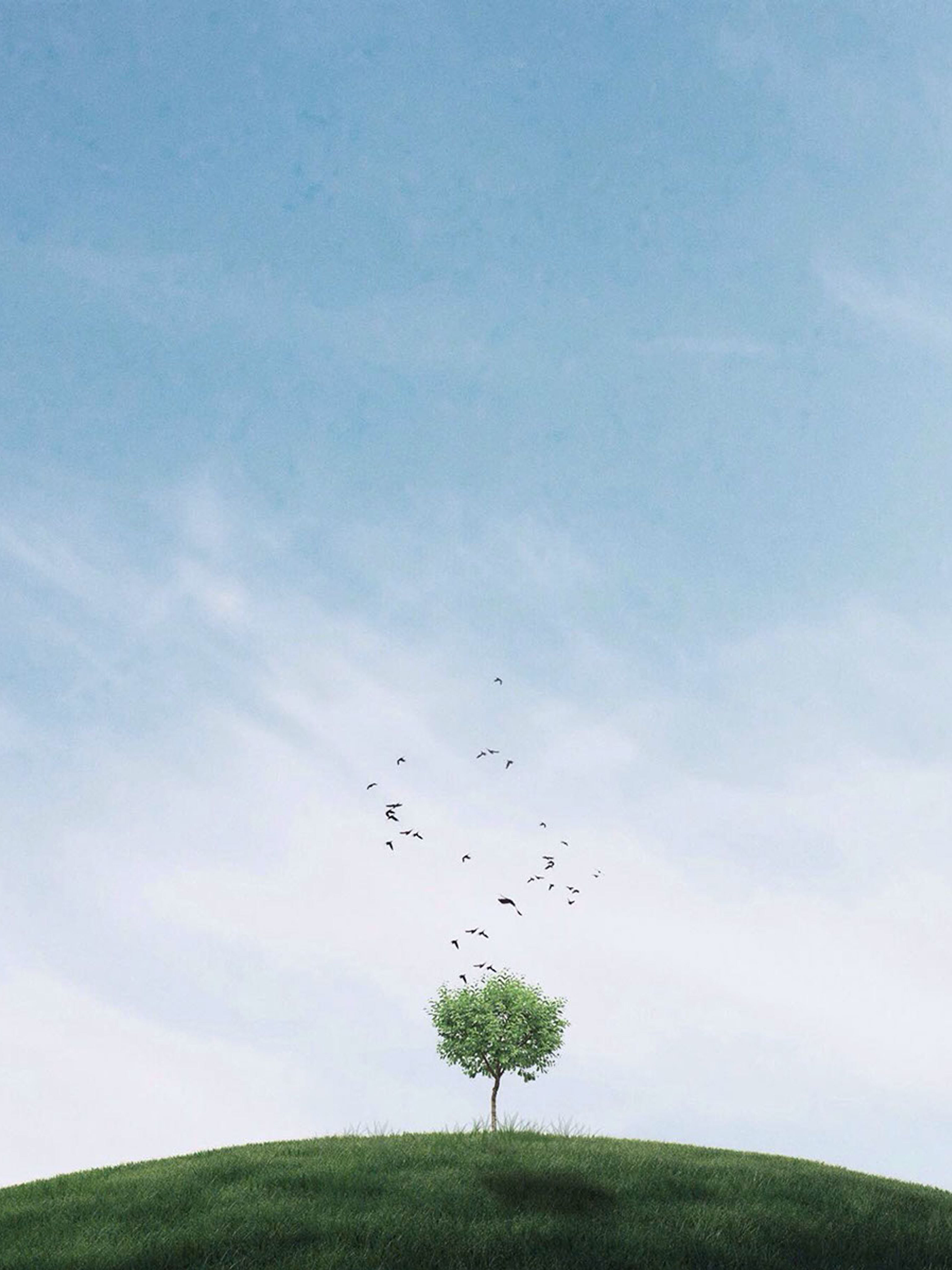 Minimalist Tree Wallpaper Iphone - HD Wallpaper 