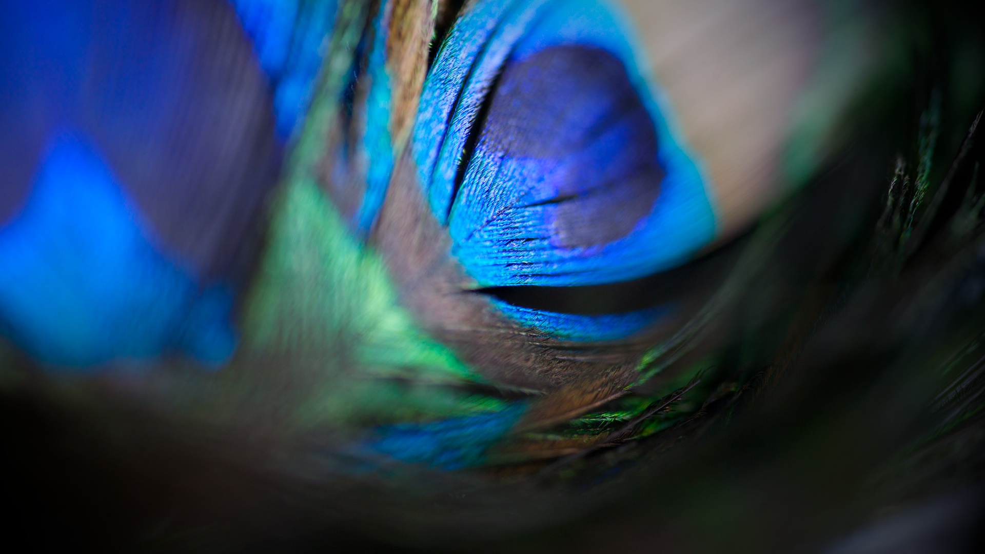 Phasianidae - HD Wallpaper 