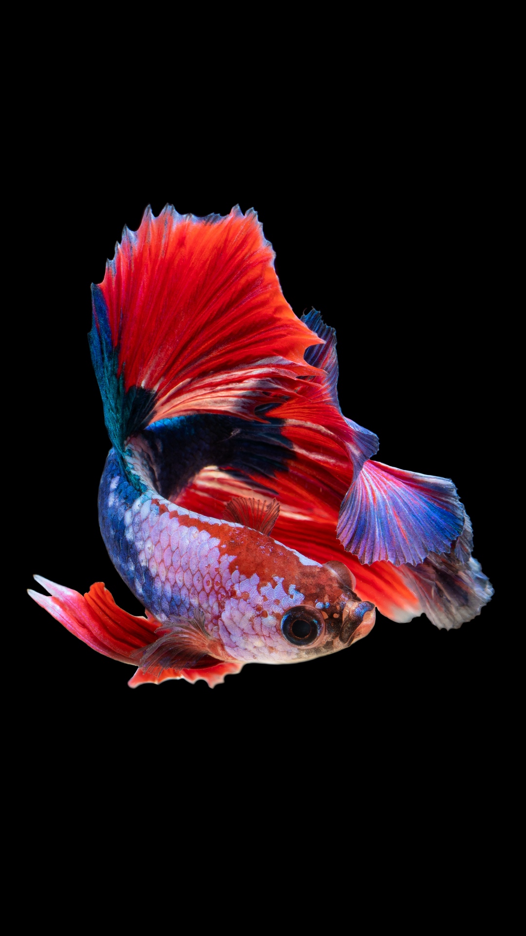 Wallpaper Fish, Aquarium, Red, Dark Background - Betta Fish Wallpaper 4k - HD Wallpaper 
