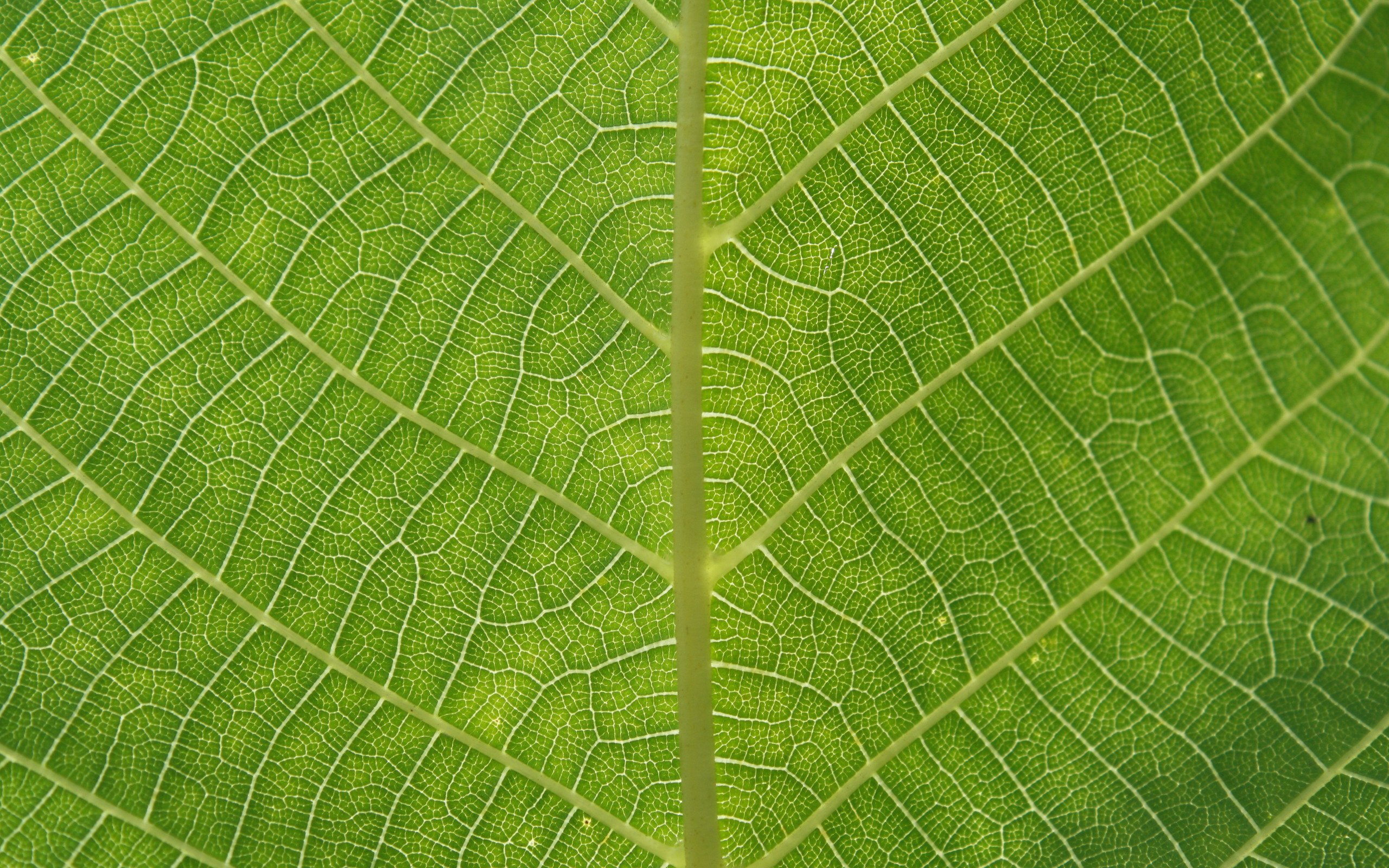 Leaf Texture Background - HD Wallpaper 