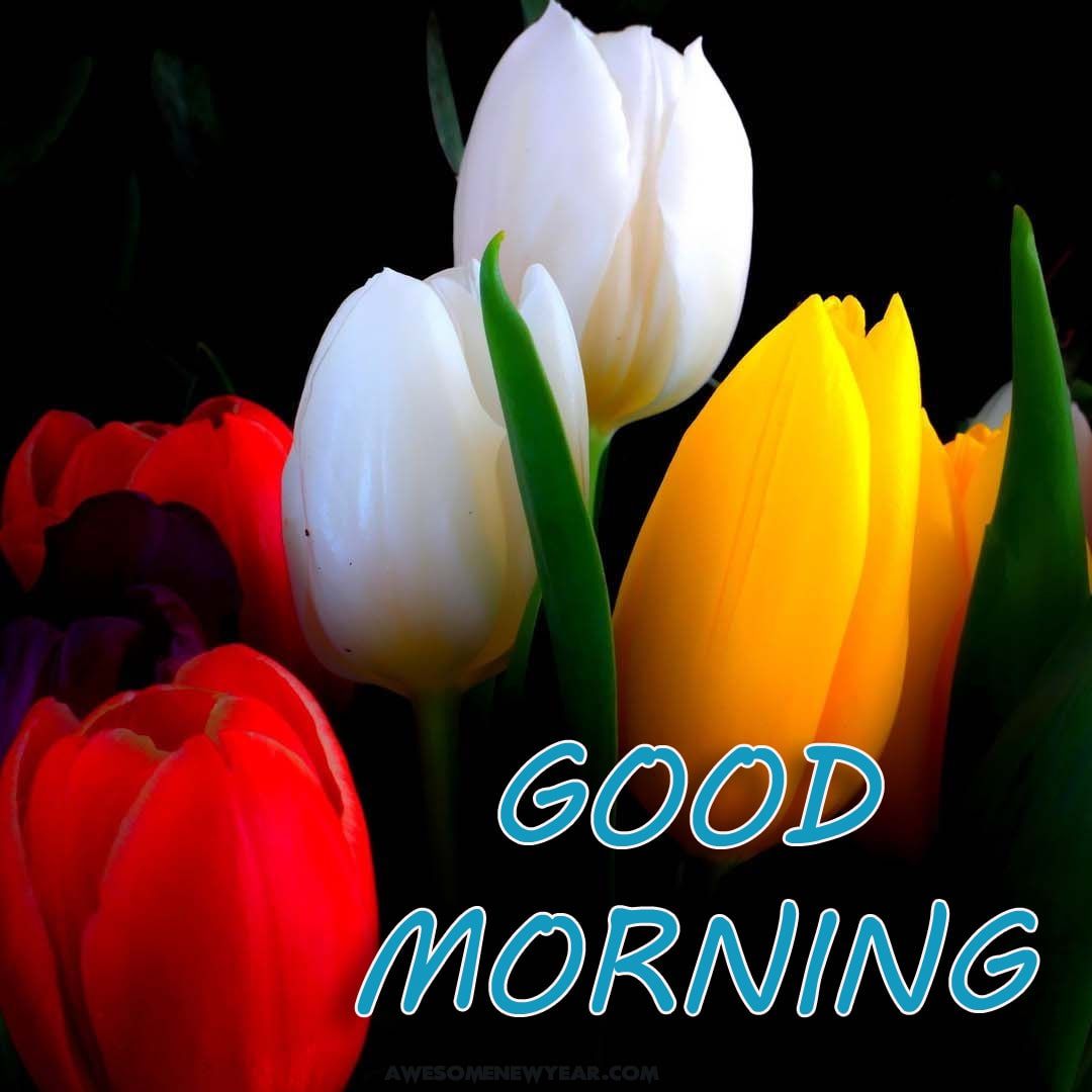 Good Morning Flowers Hd - HD Wallpaper 