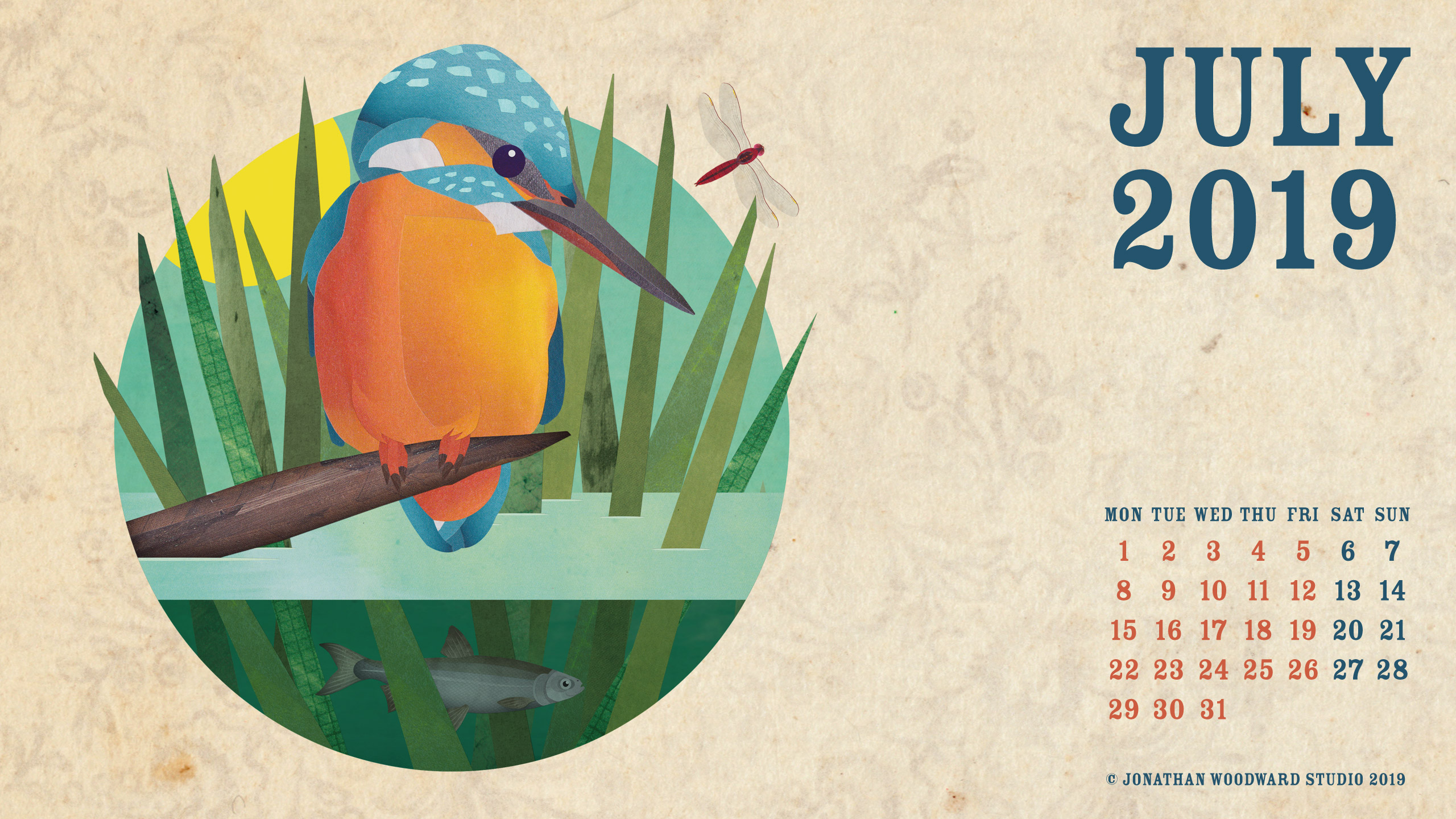 Toucan - HD Wallpaper 