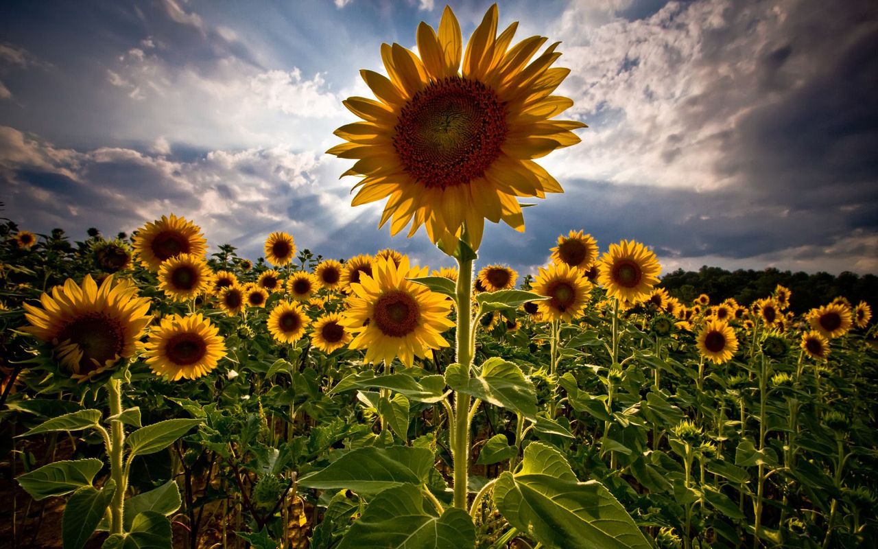 Wallpaper For Your Galaxy Tab - Field Of Sunflowers - HD Wallpaper 