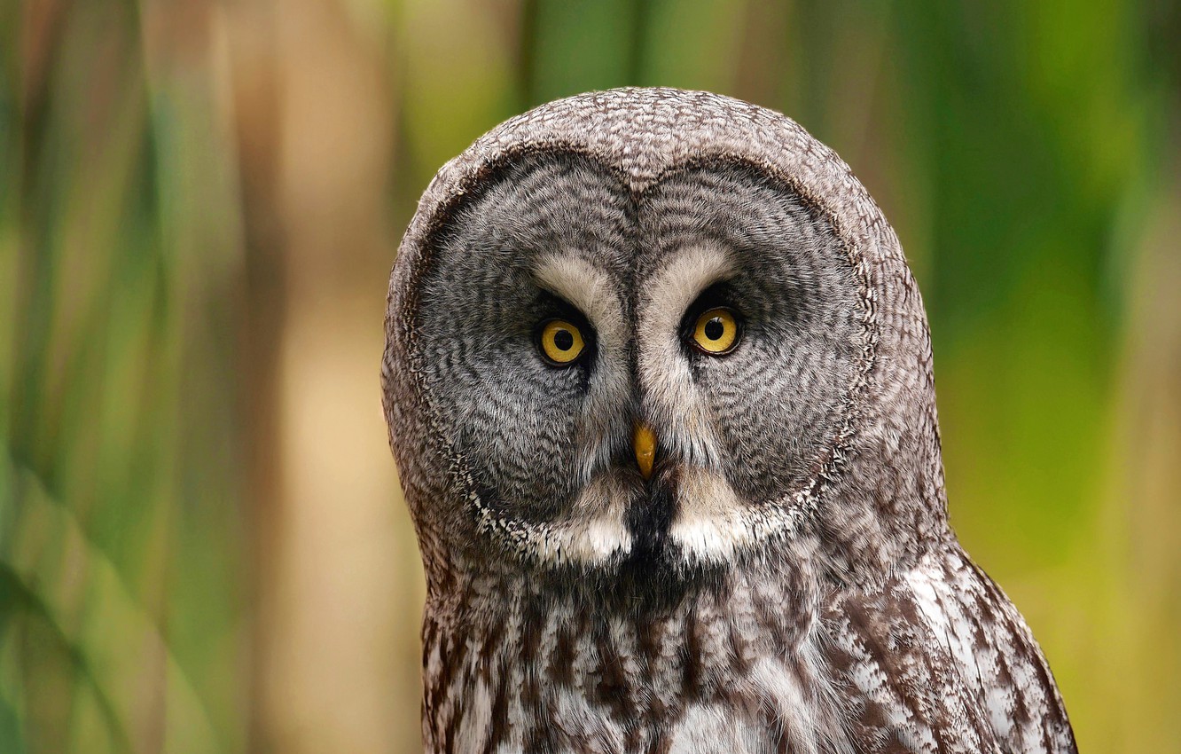 Photo Wallpaper Look, Owl, Bird, Portrait, Predator, - Природа Макро - HD Wallpaper 