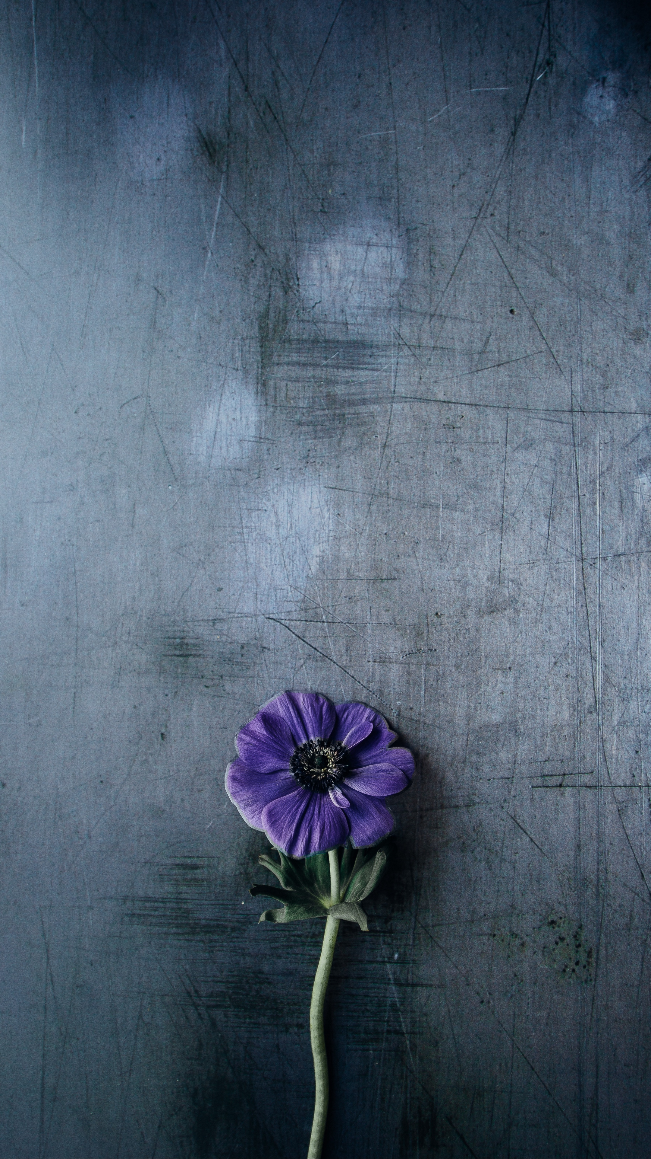 Wallpaper Flower, Violet, Stem, Background - Samsung Hd Background Wallpaper Flower - HD Wallpaper 