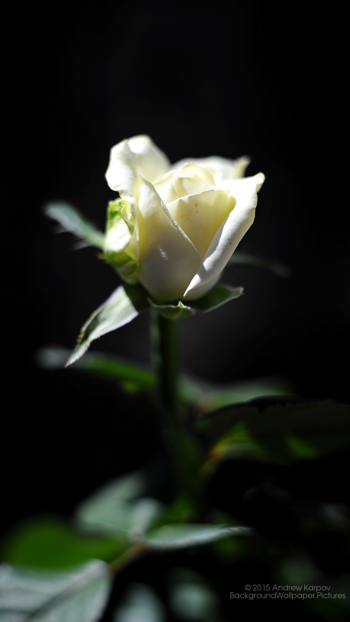 Asus Zenfone Max Zc550kl Background - Růže Tapeta Na Mobil - HD Wallpaper 