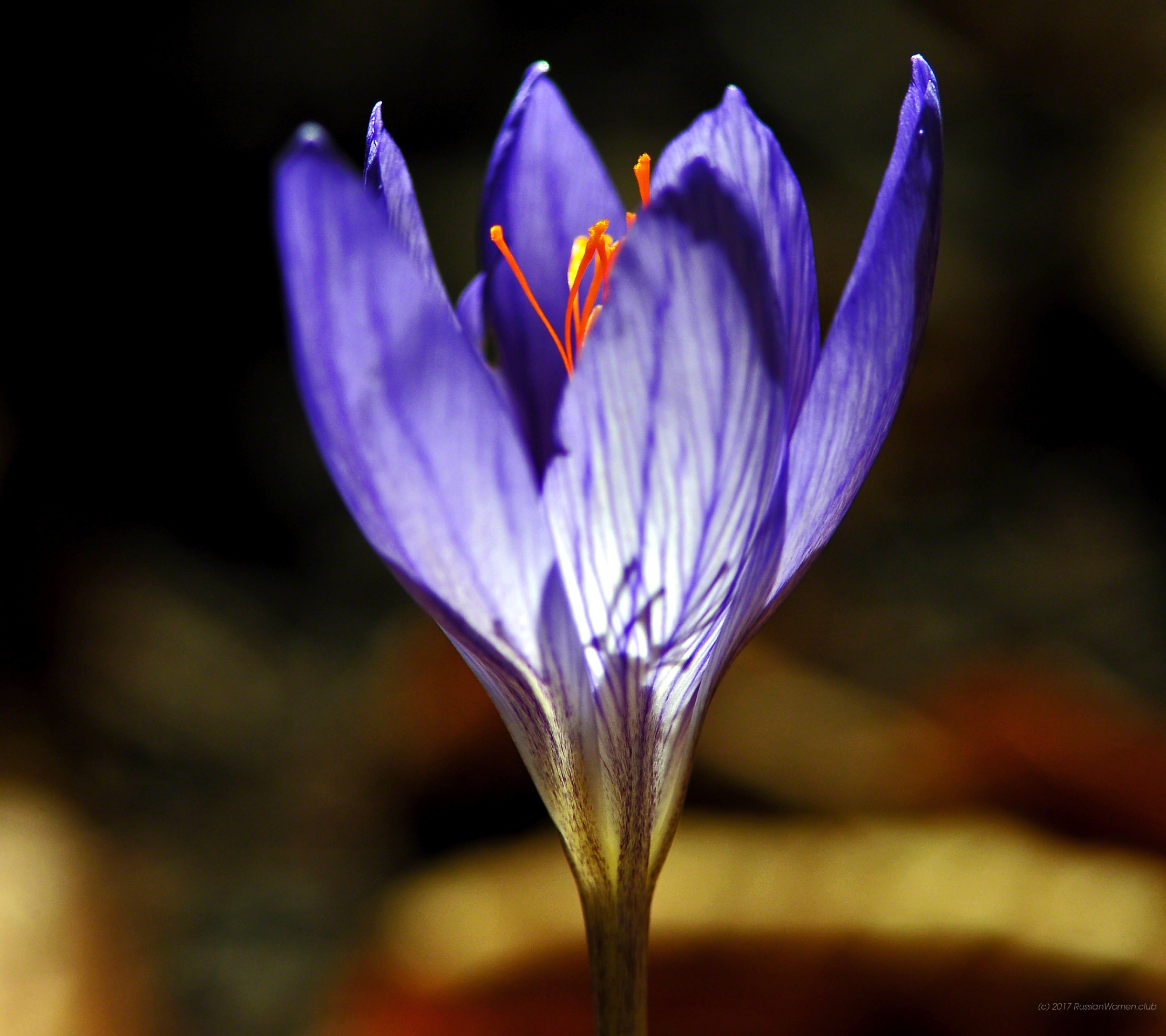 Lenovo Vibe S1 - Iphone 6 Duvar Kagıdı Çiçek - HD Wallpaper 