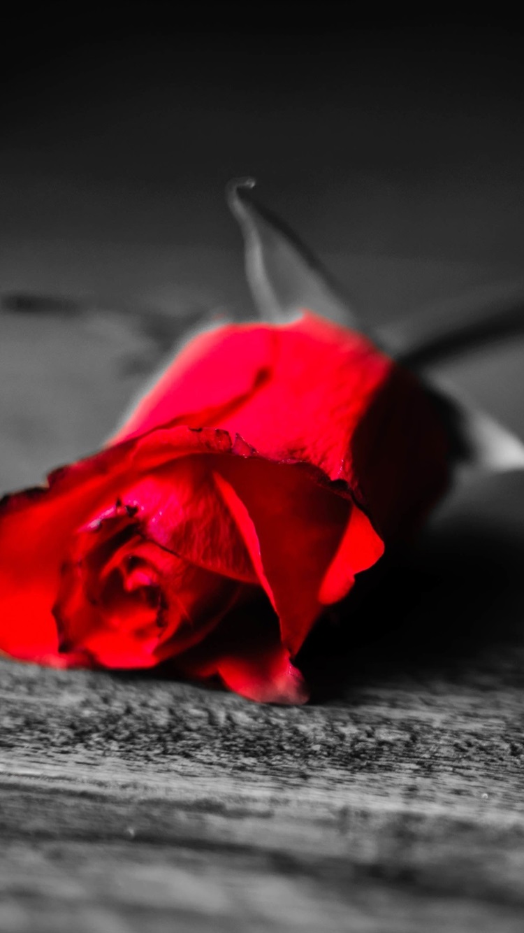 Black And White Rose With Red - HD Wallpaper 