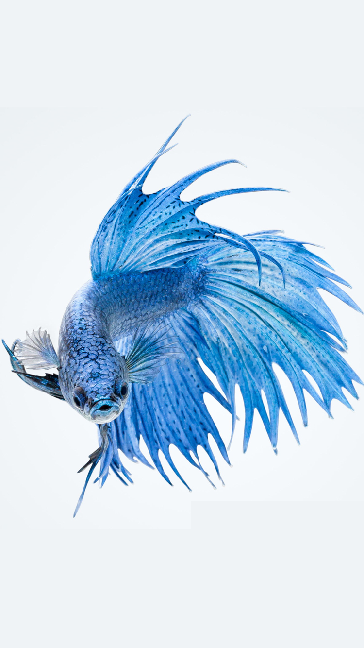 Apple Iphone 6s Wallpaper With Blue Betta Fish In White - Blue Betta Fish  White Background - 750x1334 Wallpaper 
