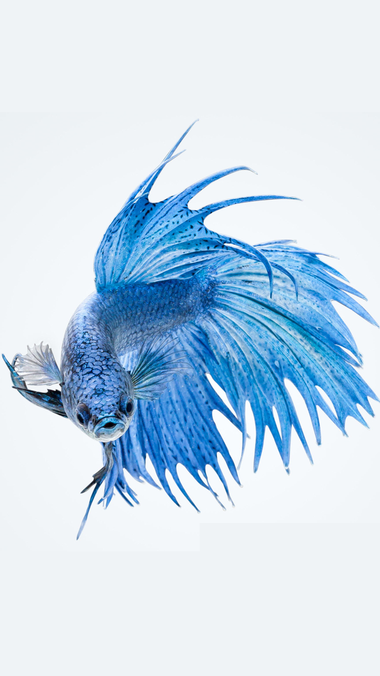 Apple Iphone 6s Wallpaper With Blue Betta Fish In White - Blue Betta Fish White Background - HD Wallpaper 