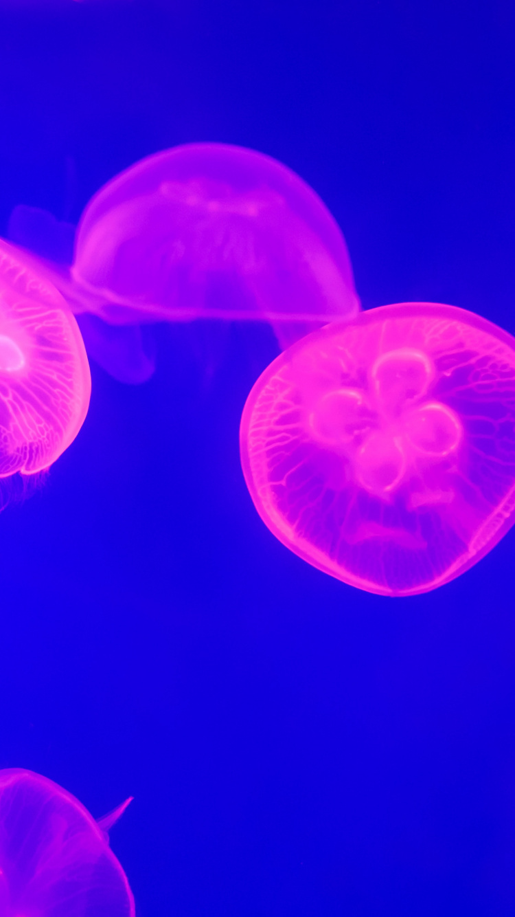 Pink Jellyfish - HD Wallpaper 