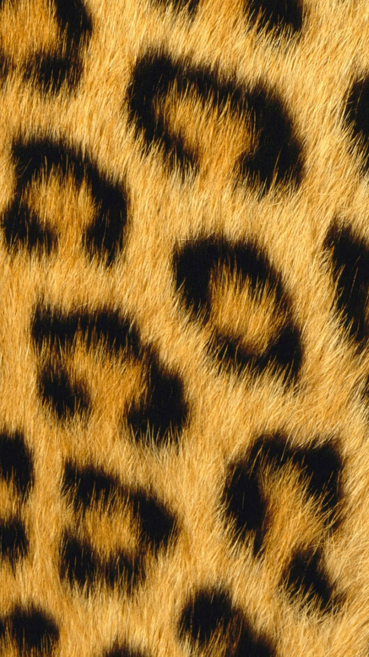 Cheetah Animal Print - HD Wallpaper 