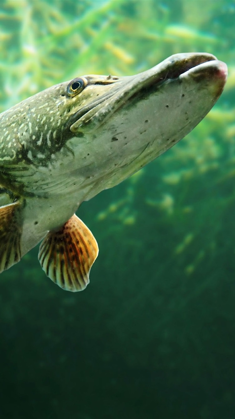 Iphone Wallpaper Fish, Underwater, Water - Pike Fish - HD Wallpaper 