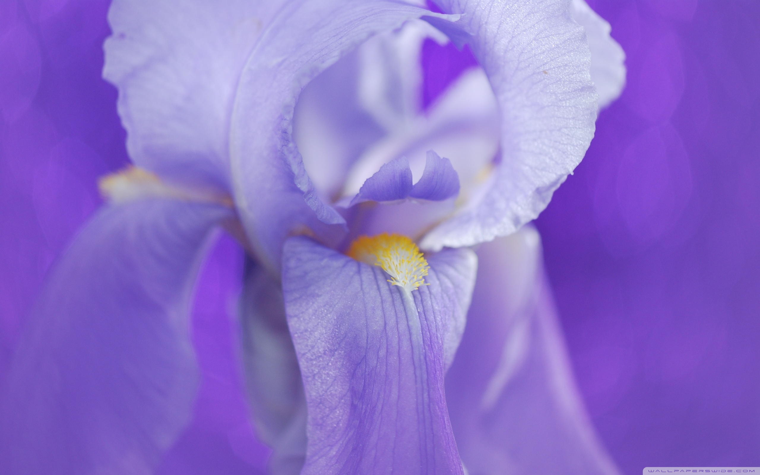 Flower Iris Photography - HD Wallpaper 
