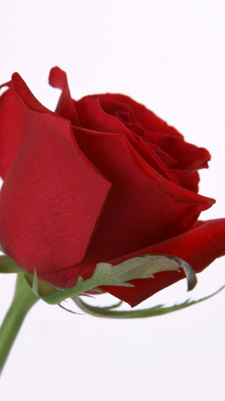Red Rose Iphone 6 Wallpaper - Love Beautiful Good Morningquotes - HD Wallpaper 