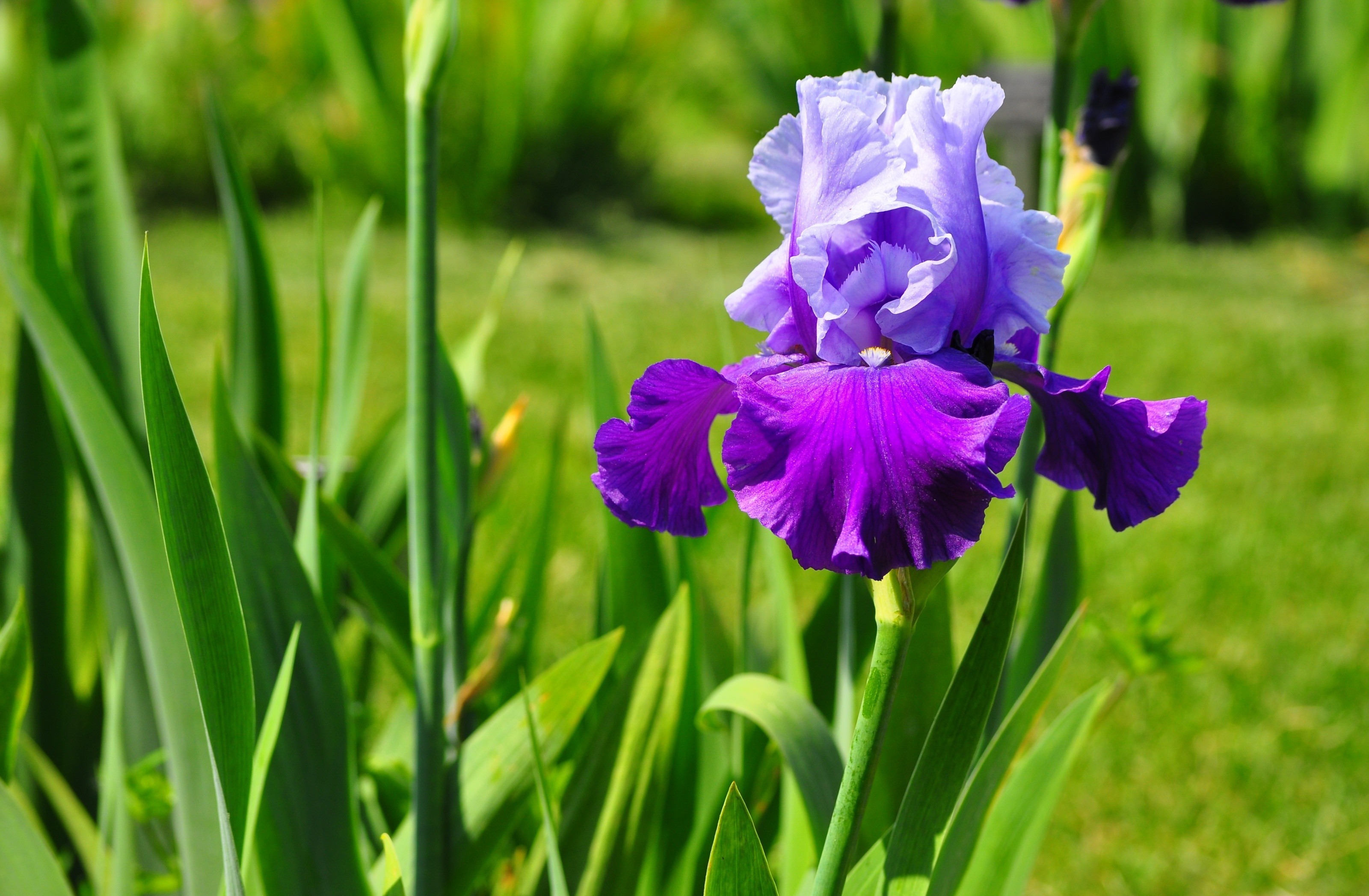Iris Flower - HD Wallpaper 