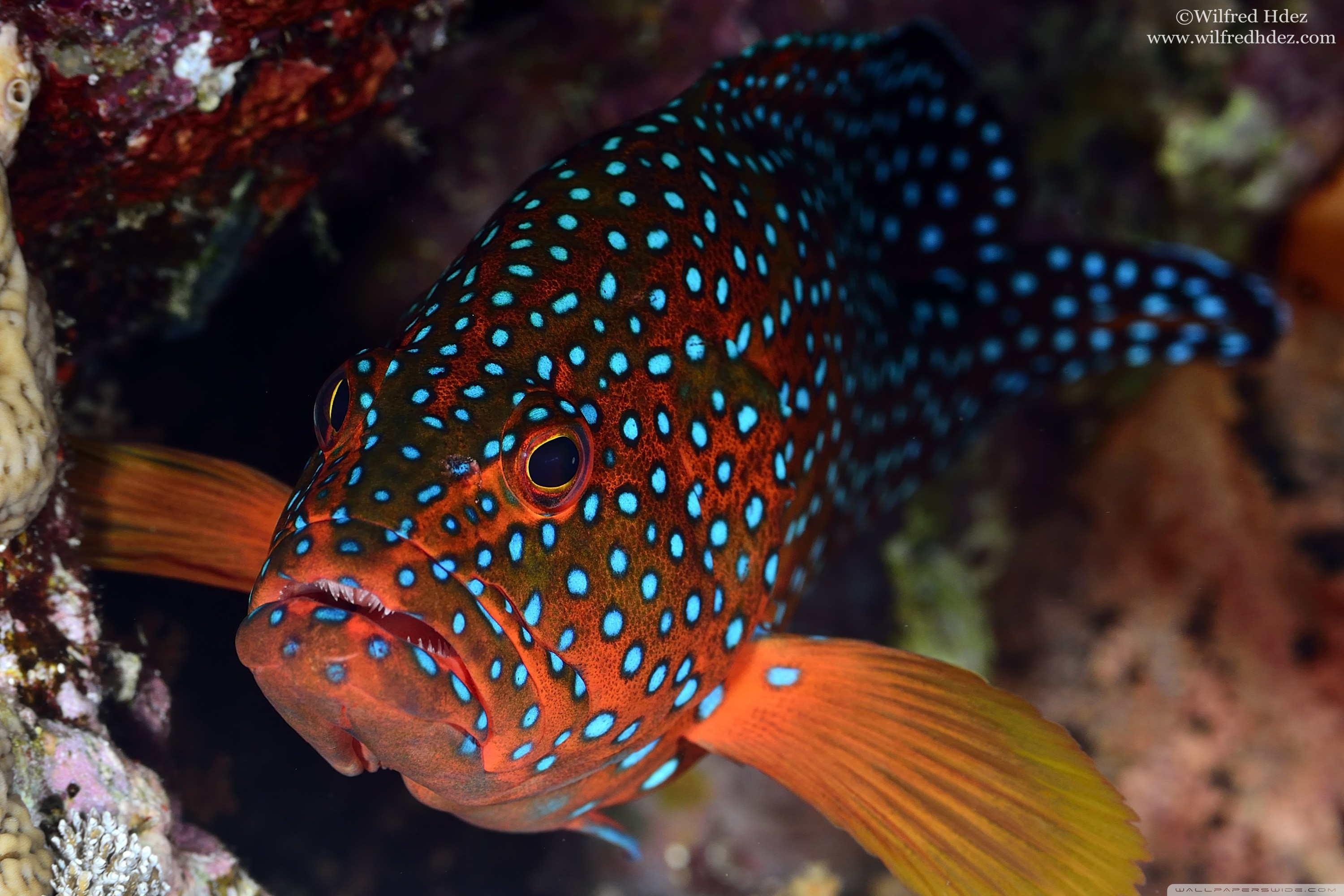 Ipad 
 Data Src Red Fish Wallpaper Lockscreen - Red Fish With Blue Dots - HD Wallpaper 