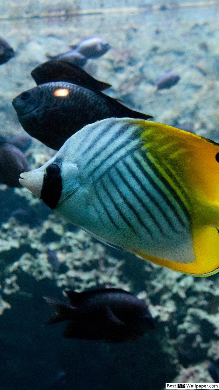 ปลา ผีเสื้อ วอลเปเปอร์ Iphone - HD Wallpaper 