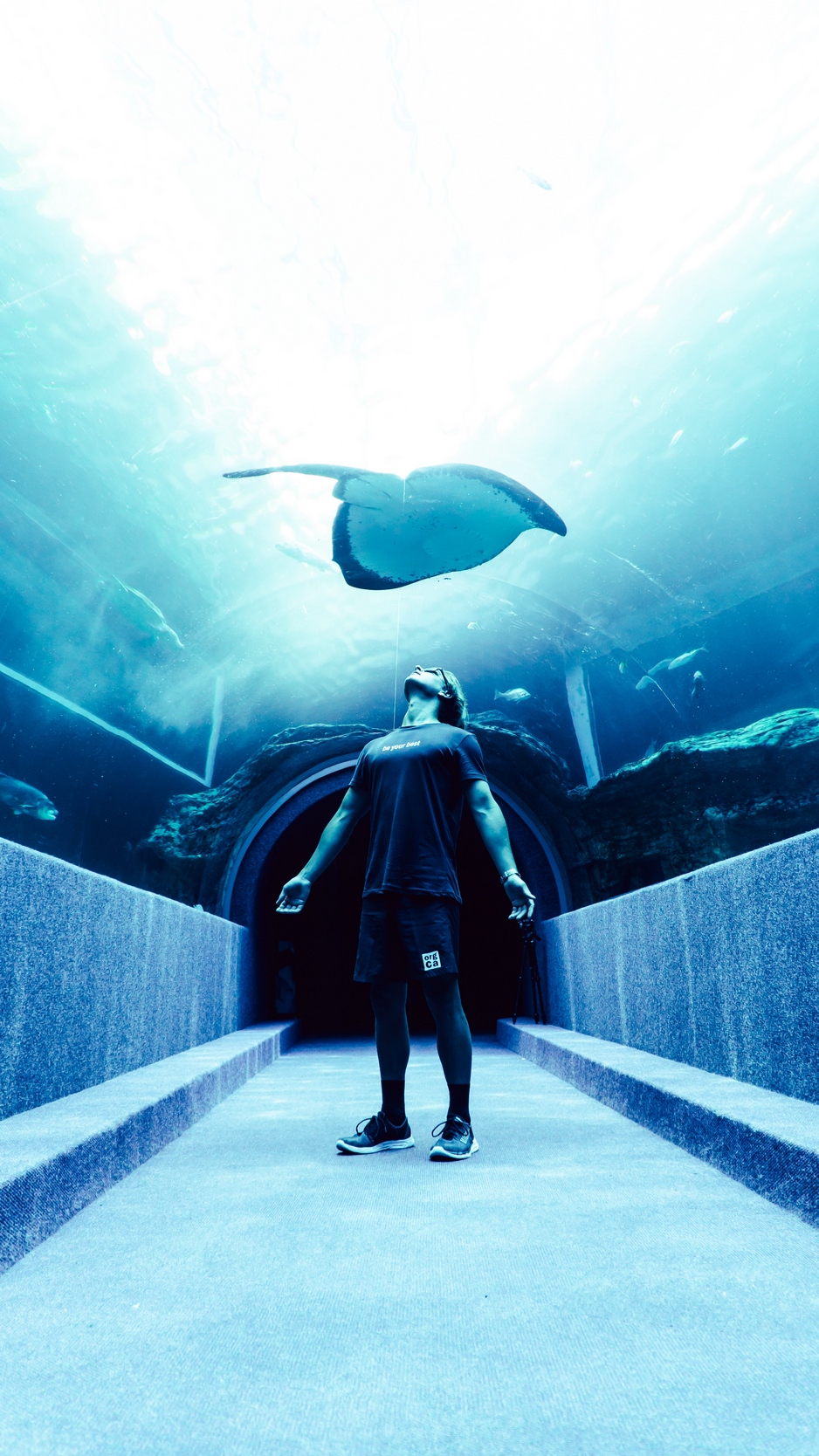 Wallpaper Man, Stingray, Oceanarium, Fish - Stingray 4k - HD Wallpaper 
