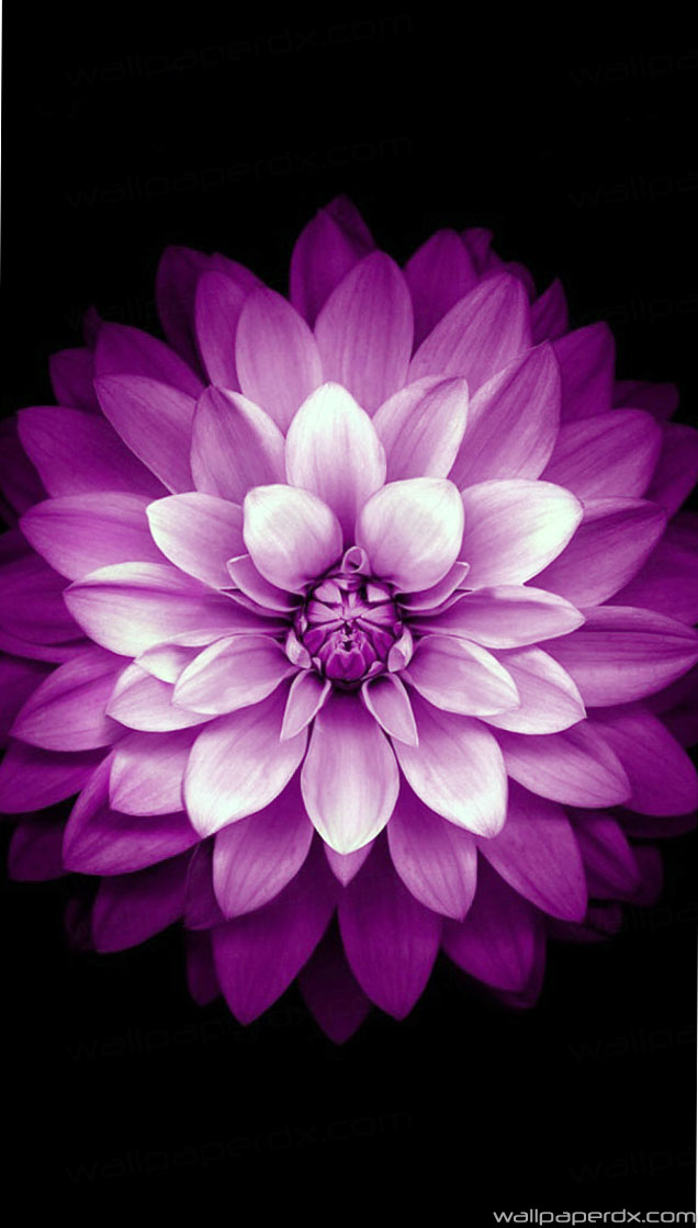 Blue Black Wallpaper Hd - HD Wallpaper 