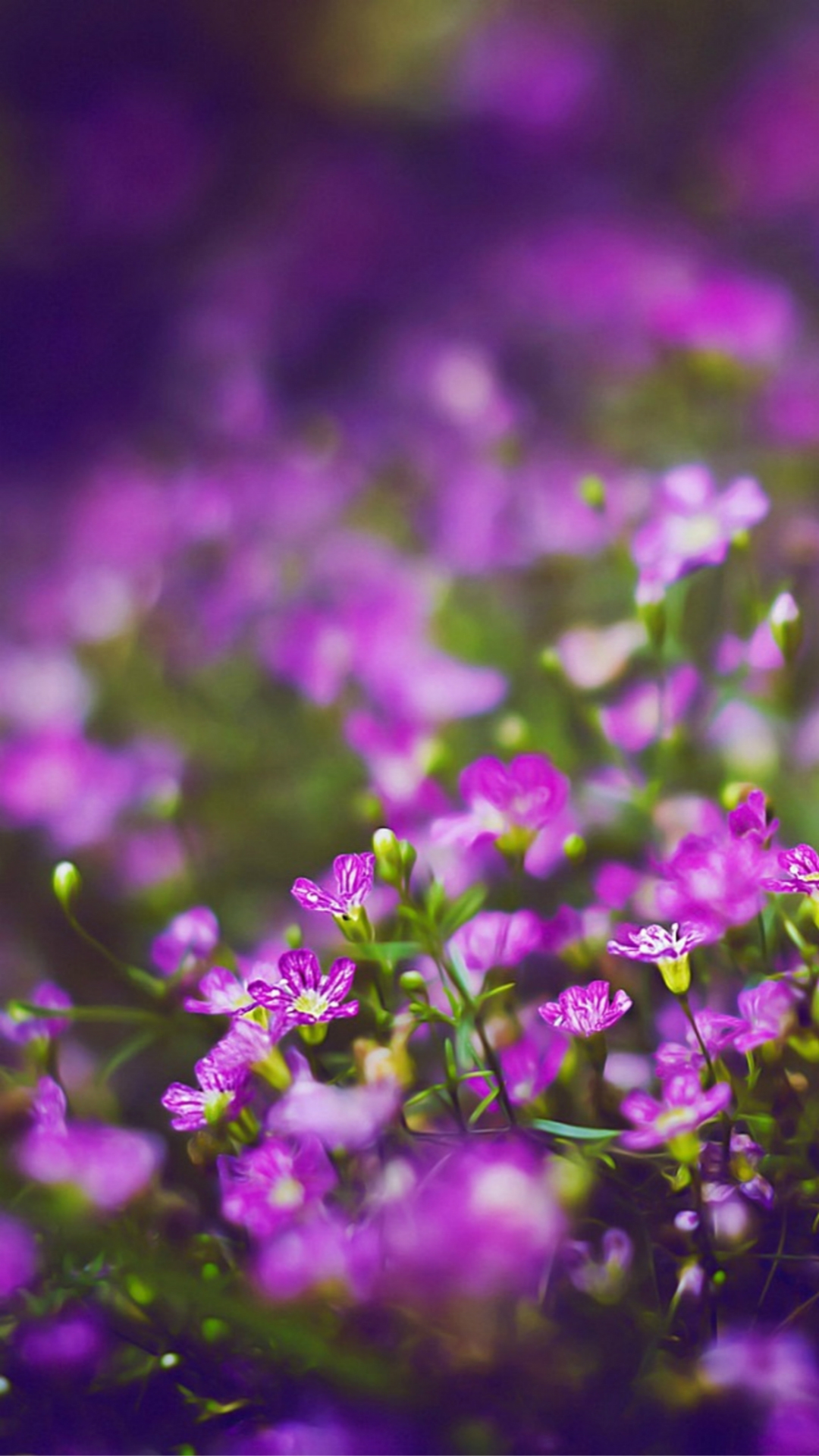 Pretty Wallpapers For Iphone 6 - HD Wallpaper 