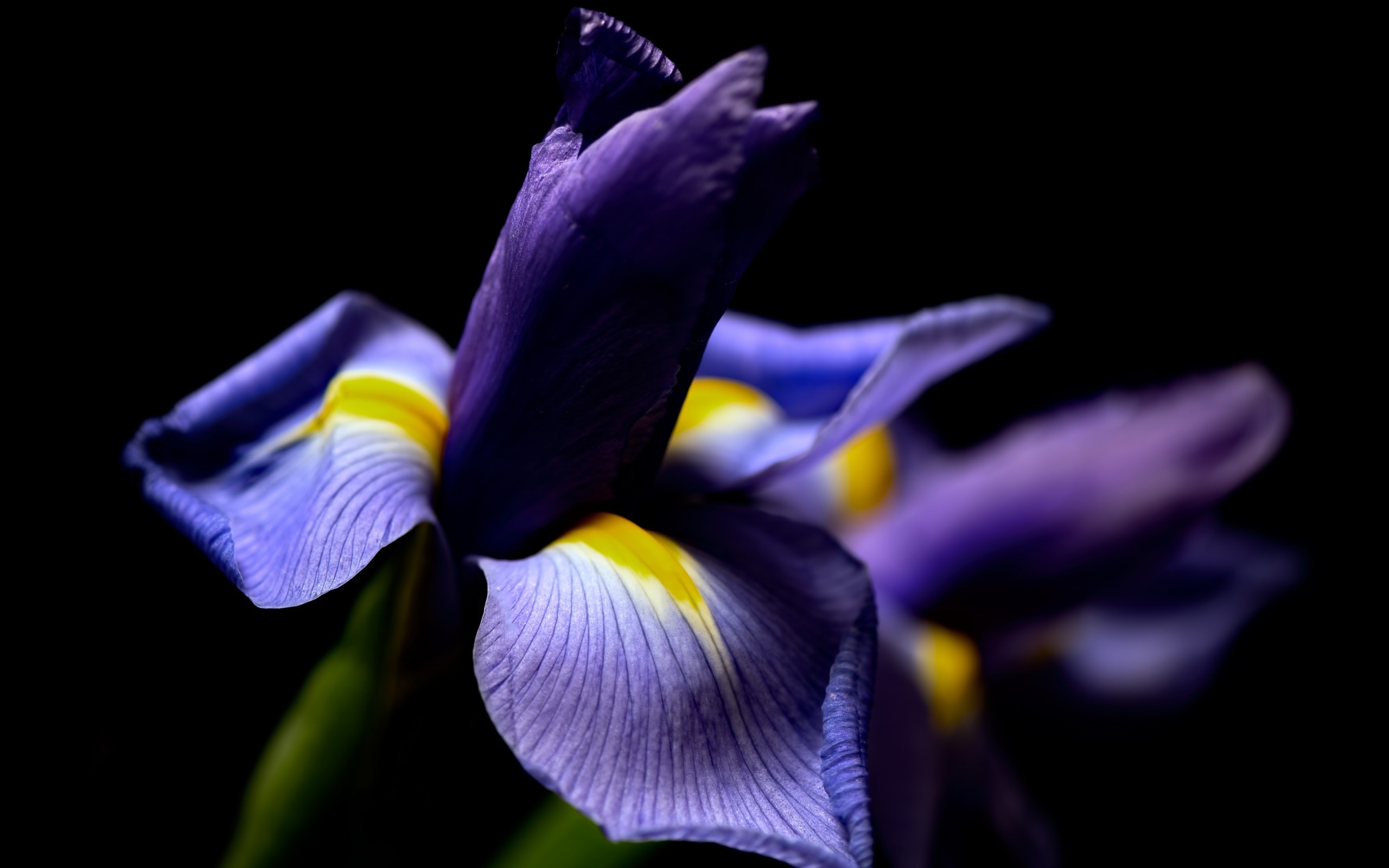 Wallpaper Iris Flower Macro Photography, Black Background - Iris Flower Macro Photography - HD Wallpaper 