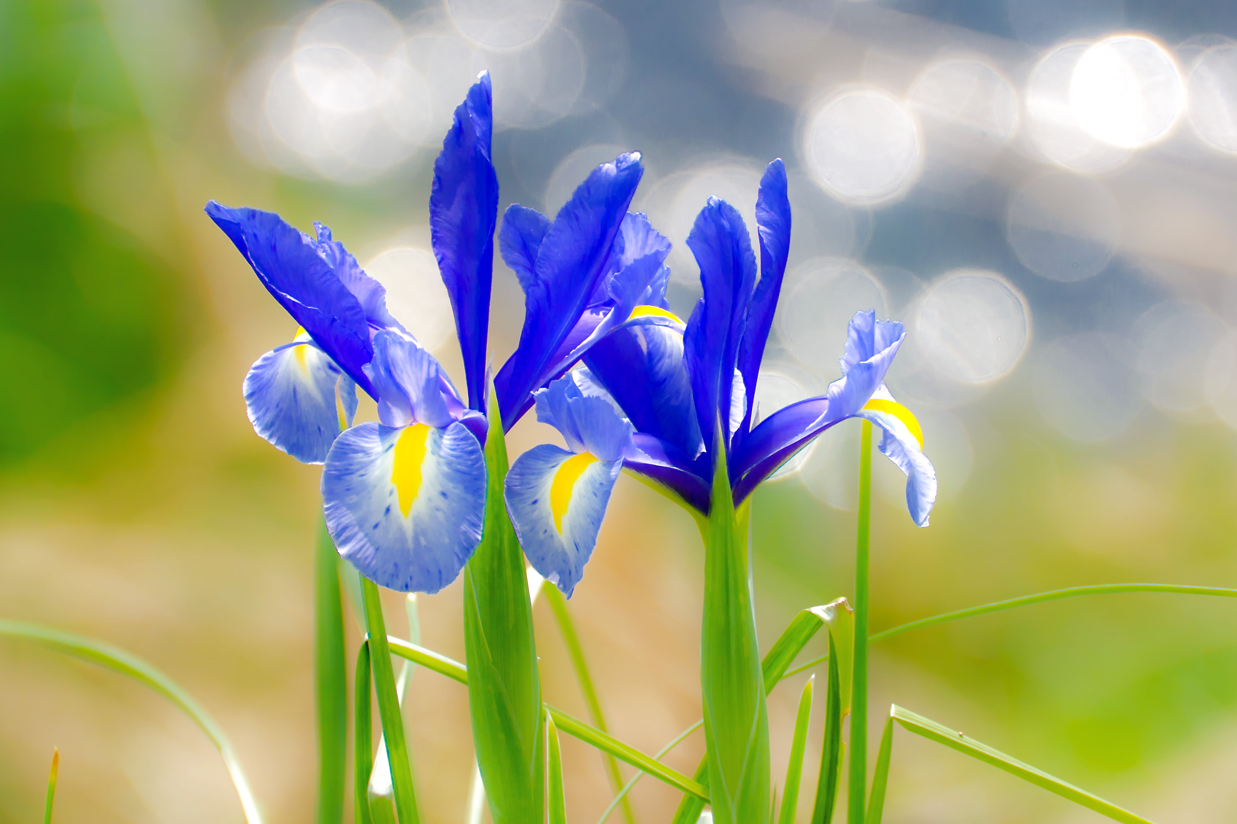 Blue Japanese Iris - HD Wallpaper 