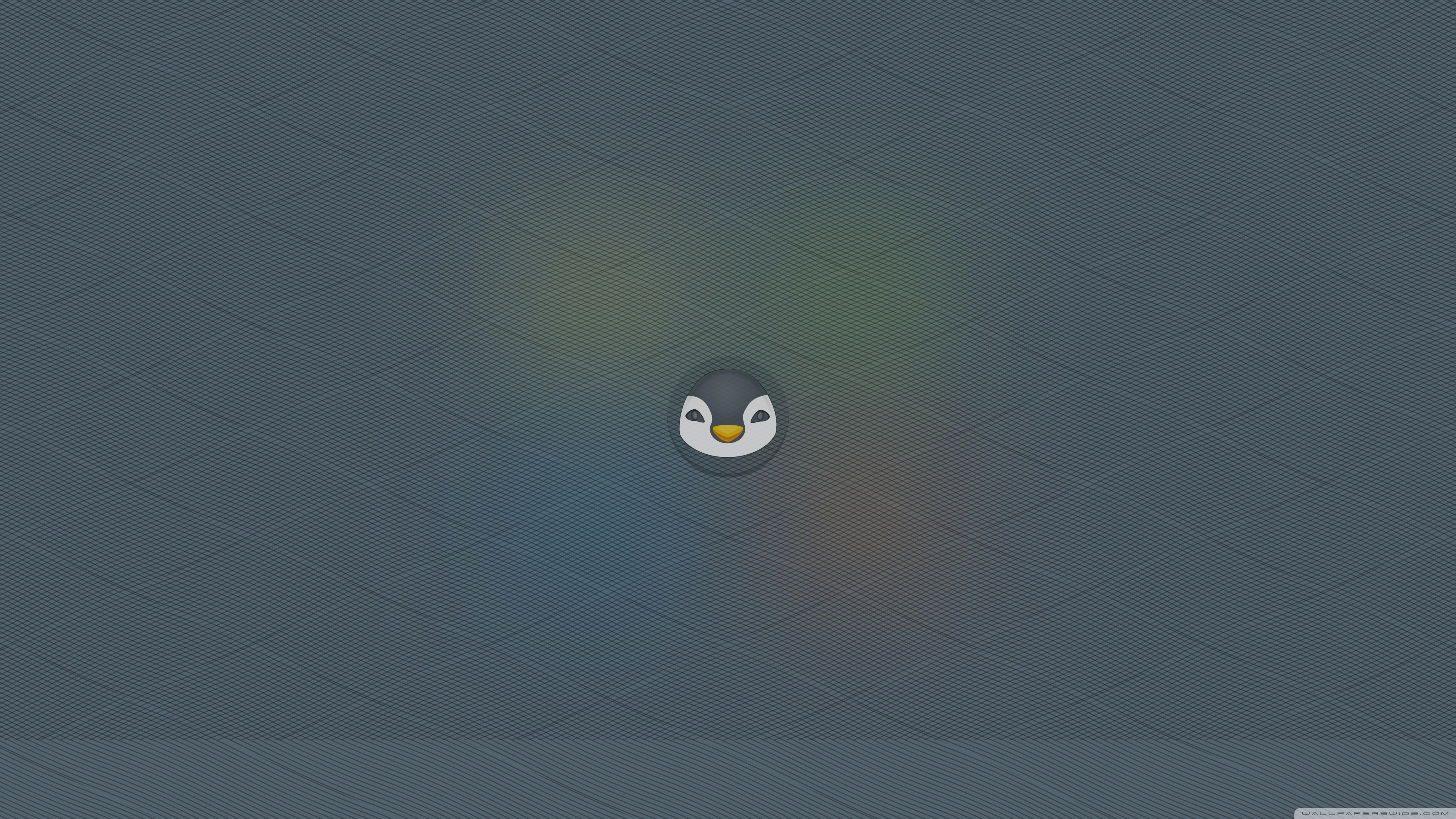 Penguin - HD Wallpaper 