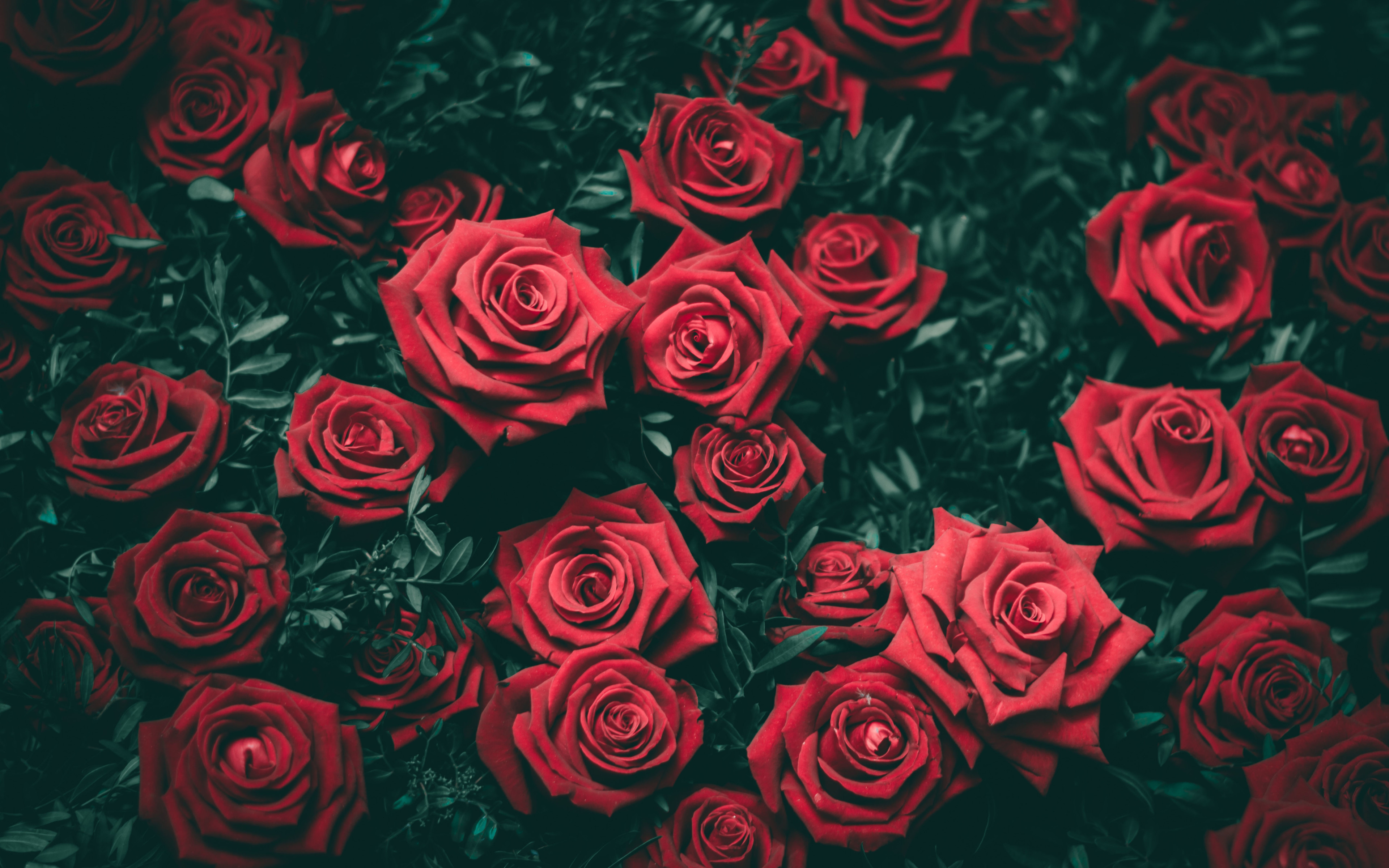 Wallpaper Rose Wallpaper - HD Wallpaper 