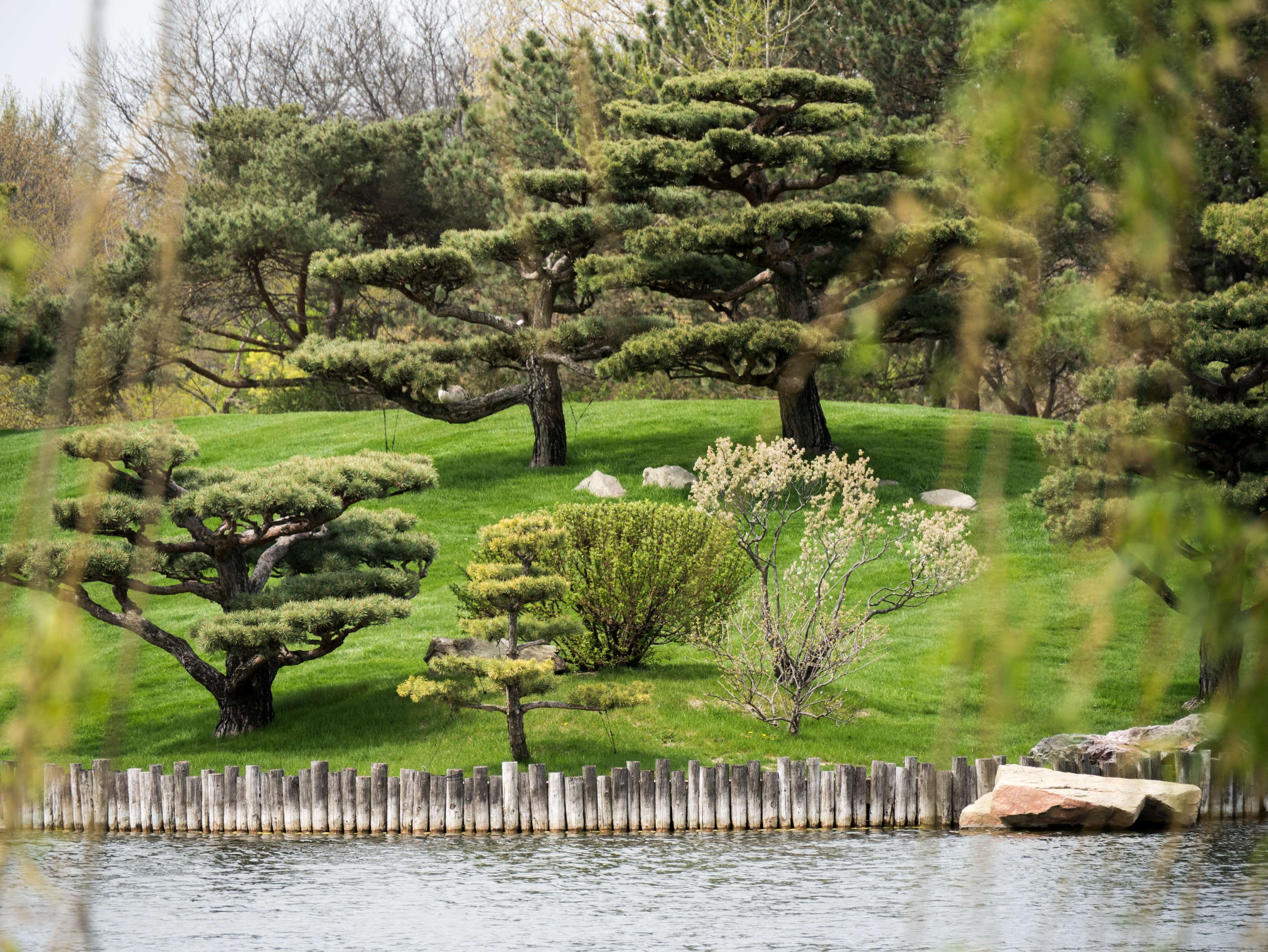 Larch - HD Wallpaper 