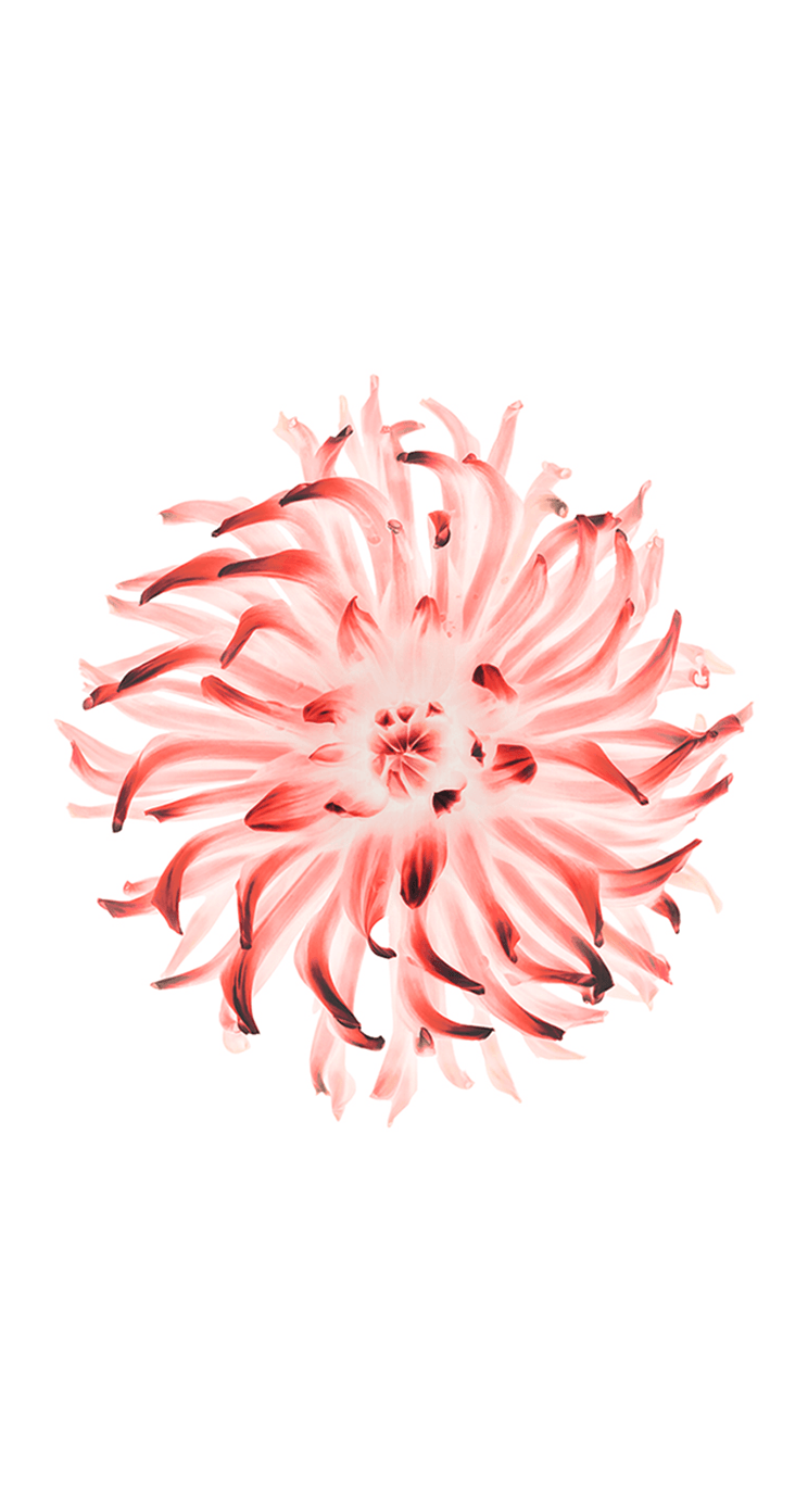 Ios 8 Wallpapers Download - Iphone 6s Wallpaper Pink Flower - 744x1392 Wallpaper Ios 8 Wallpapers Download - Iphone 6s Wallpaper Pink Flower - 744x1392 Wallpaper