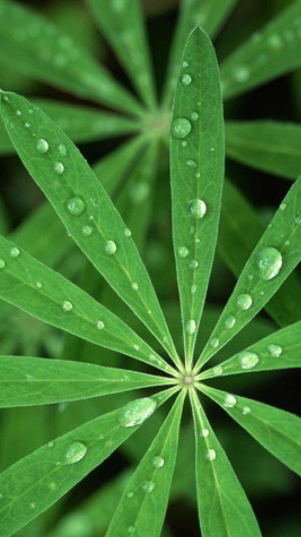 خلفيات ايفون Xs الاصليه - HD Wallpaper 