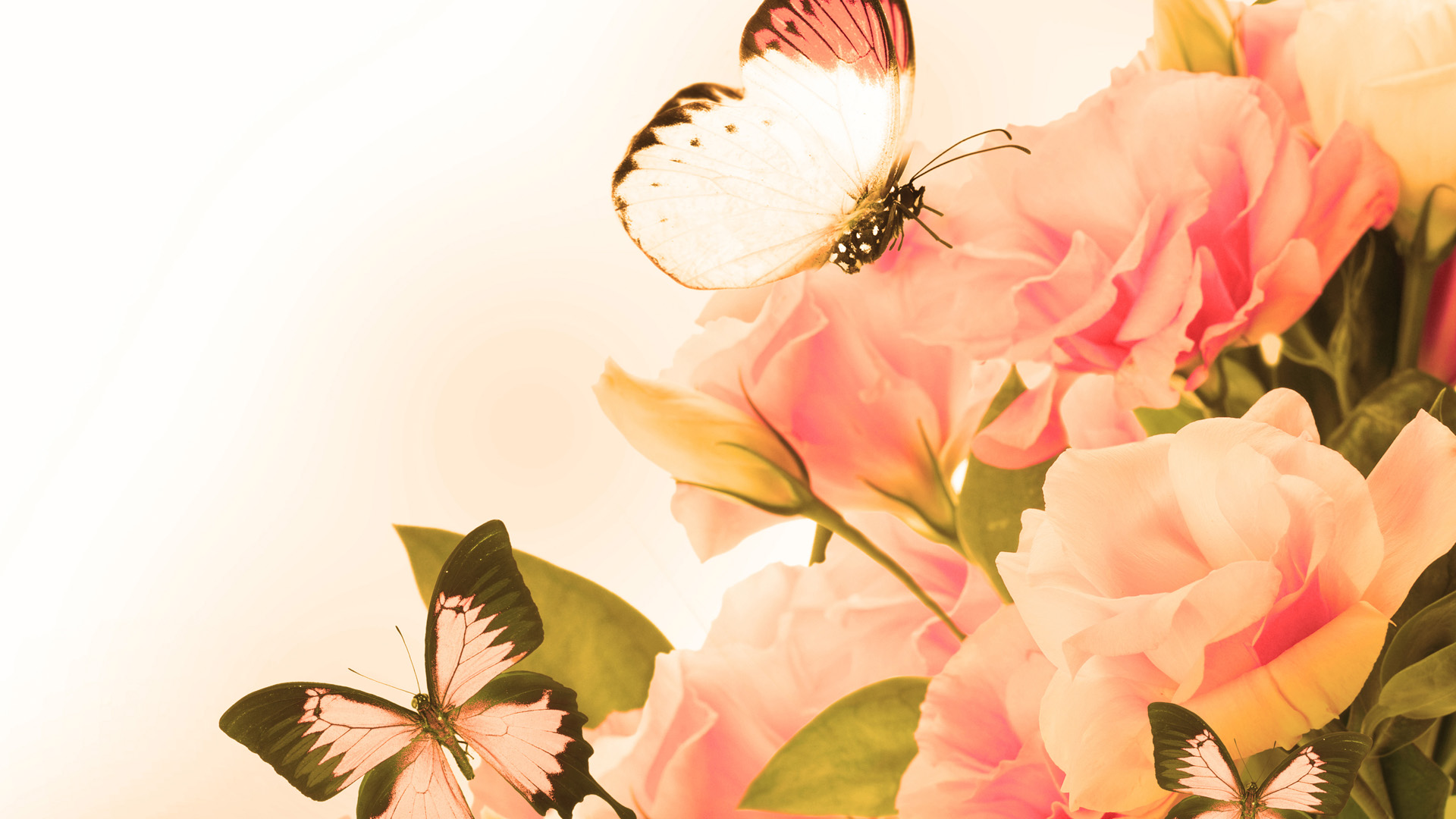 Pc Backgrounds - Fijne Middag - HD Wallpaper 