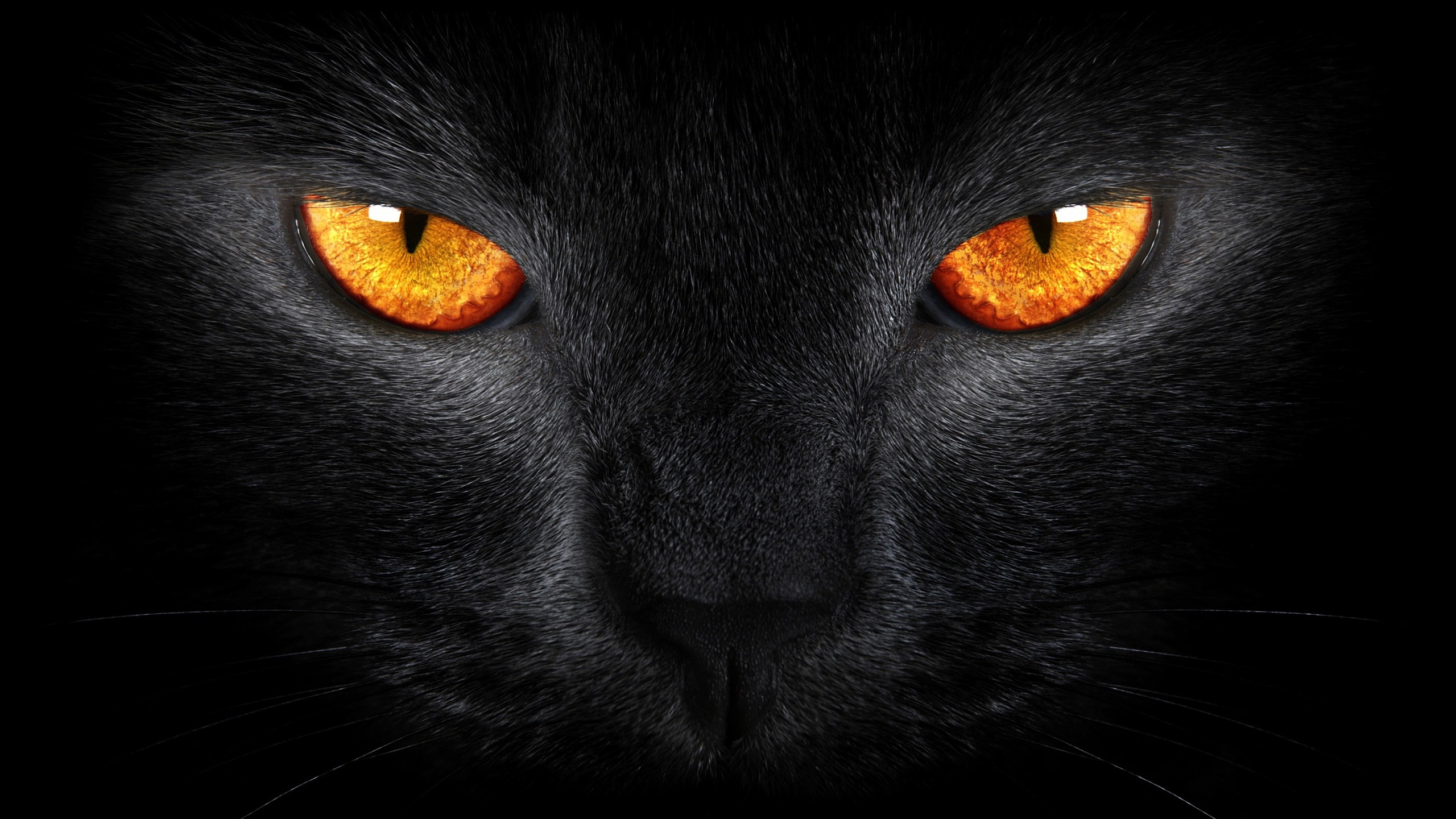 Black Jaguar Animal Eyes - HD Wallpaper 