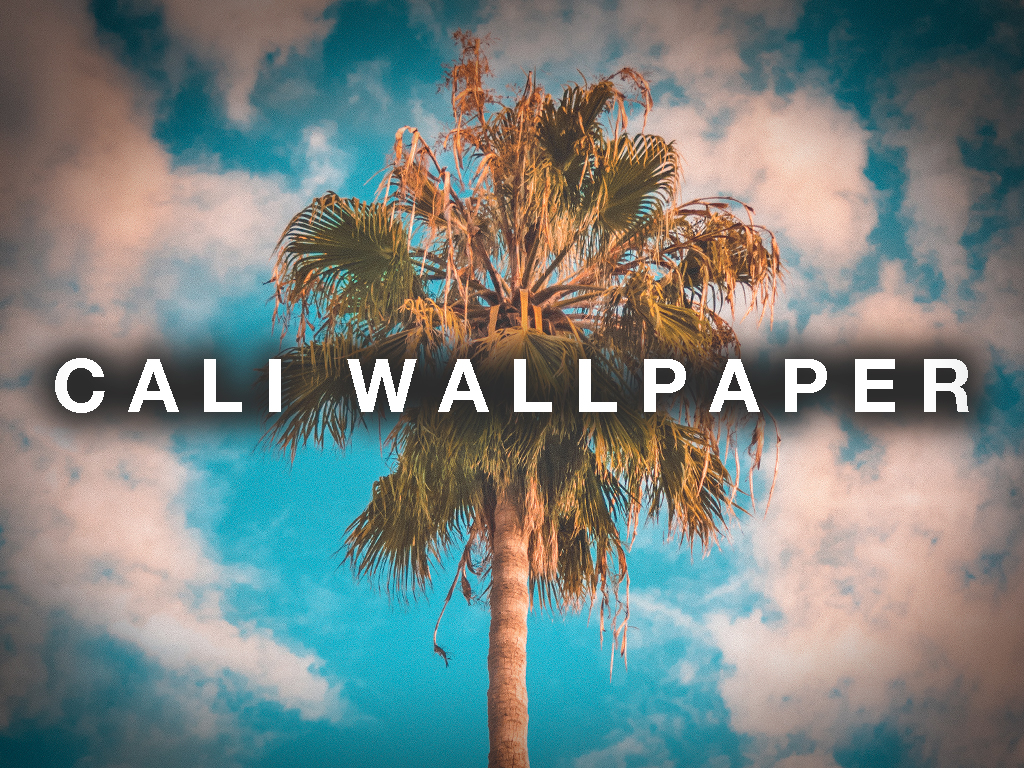 Borassus Flabellifer - HD Wallpaper 