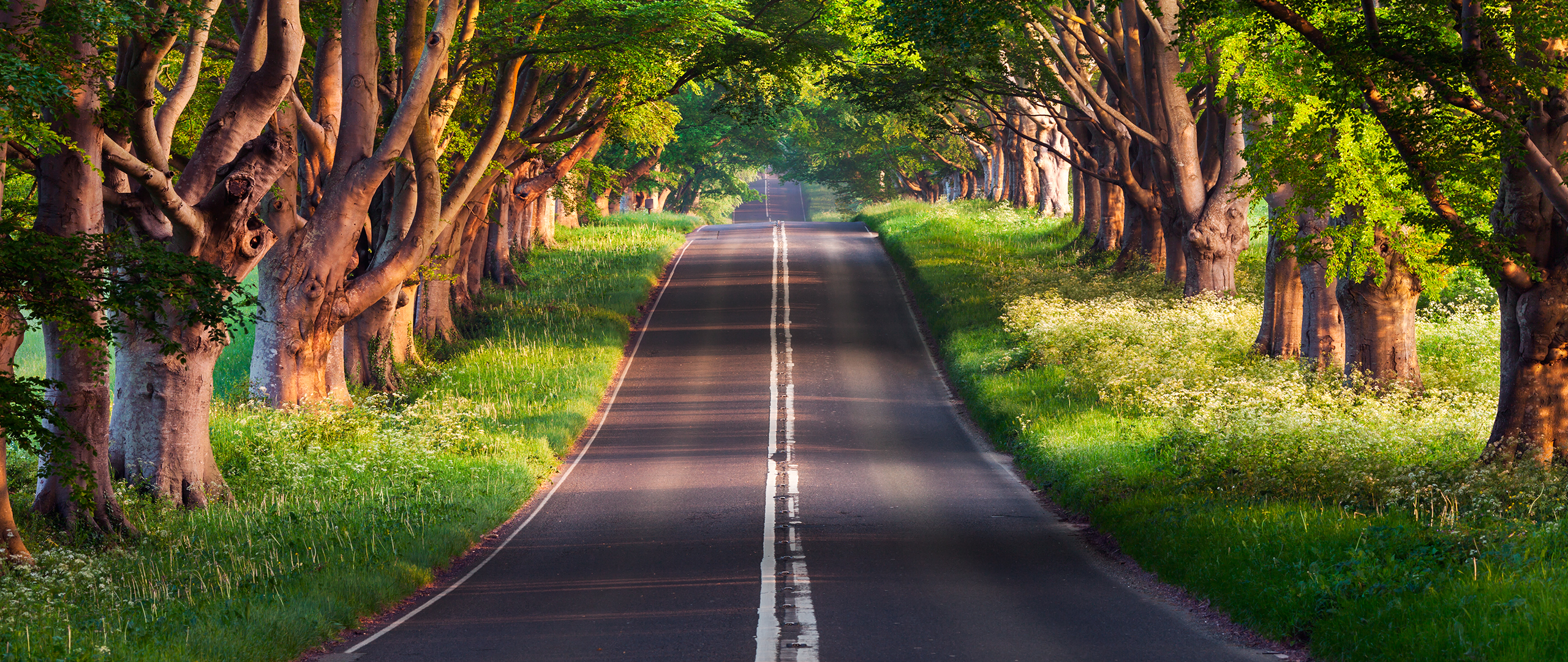 1440p Ultra Wide Wallpaper - Road And Trees Background - HD Wallpaper 