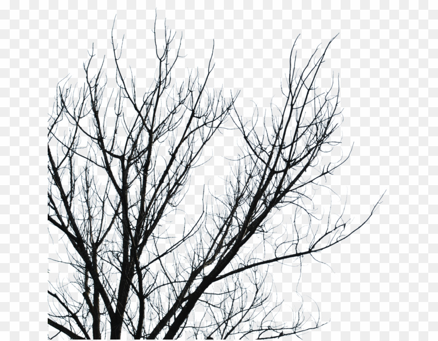 Dark Tree Png Branch Desktop Wallpaper Clipart - Winter Thank You Cards - HD Wallpaper 