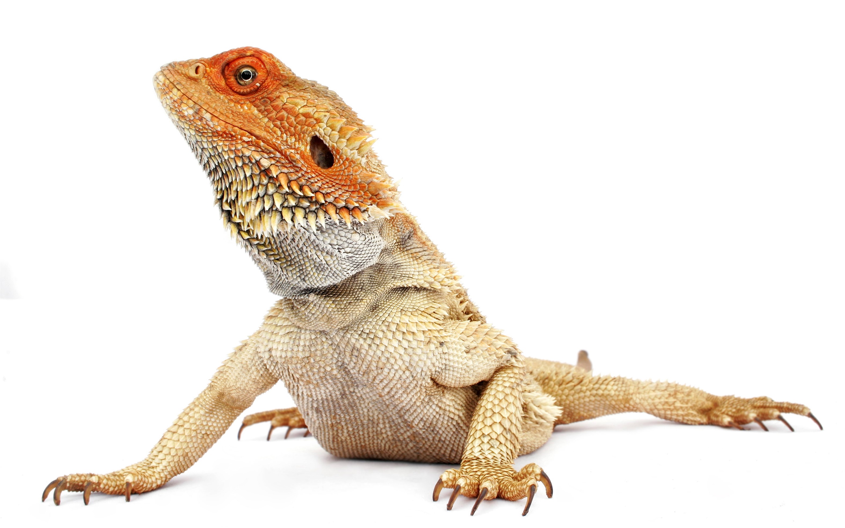 Wallpaper Iguana, Head Up, White Background - Bearded Dragon Transparent - HD Wallpaper 