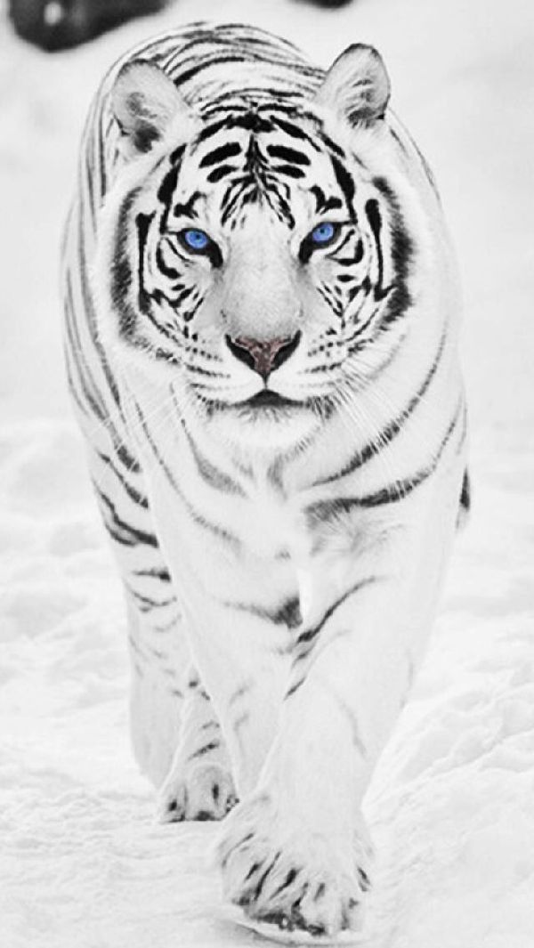 White Siberian Tiger - HD Wallpaper 