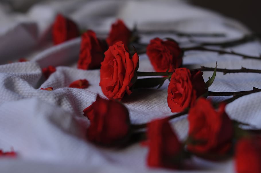 India, Mumbai, Lifestyle, Live Authentic, Thorns, Love, - Rose - HD Wallpaper 