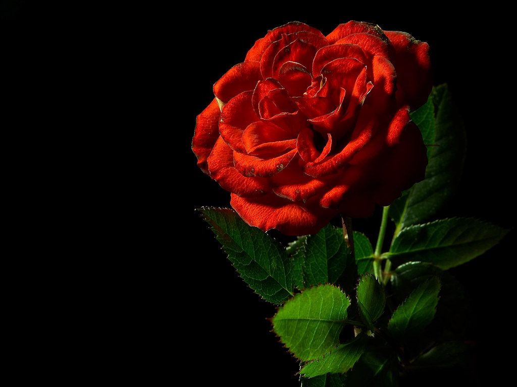 Friendship Messages In Hindi - HD Wallpaper 