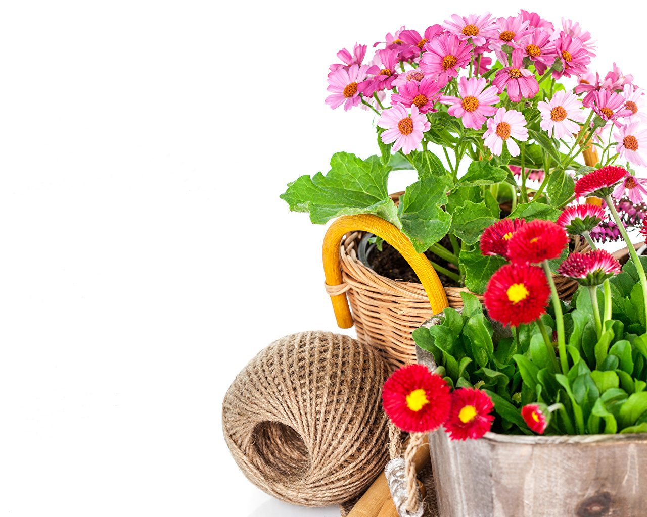 Flor Fondos En Blanco - HD Wallpaper 